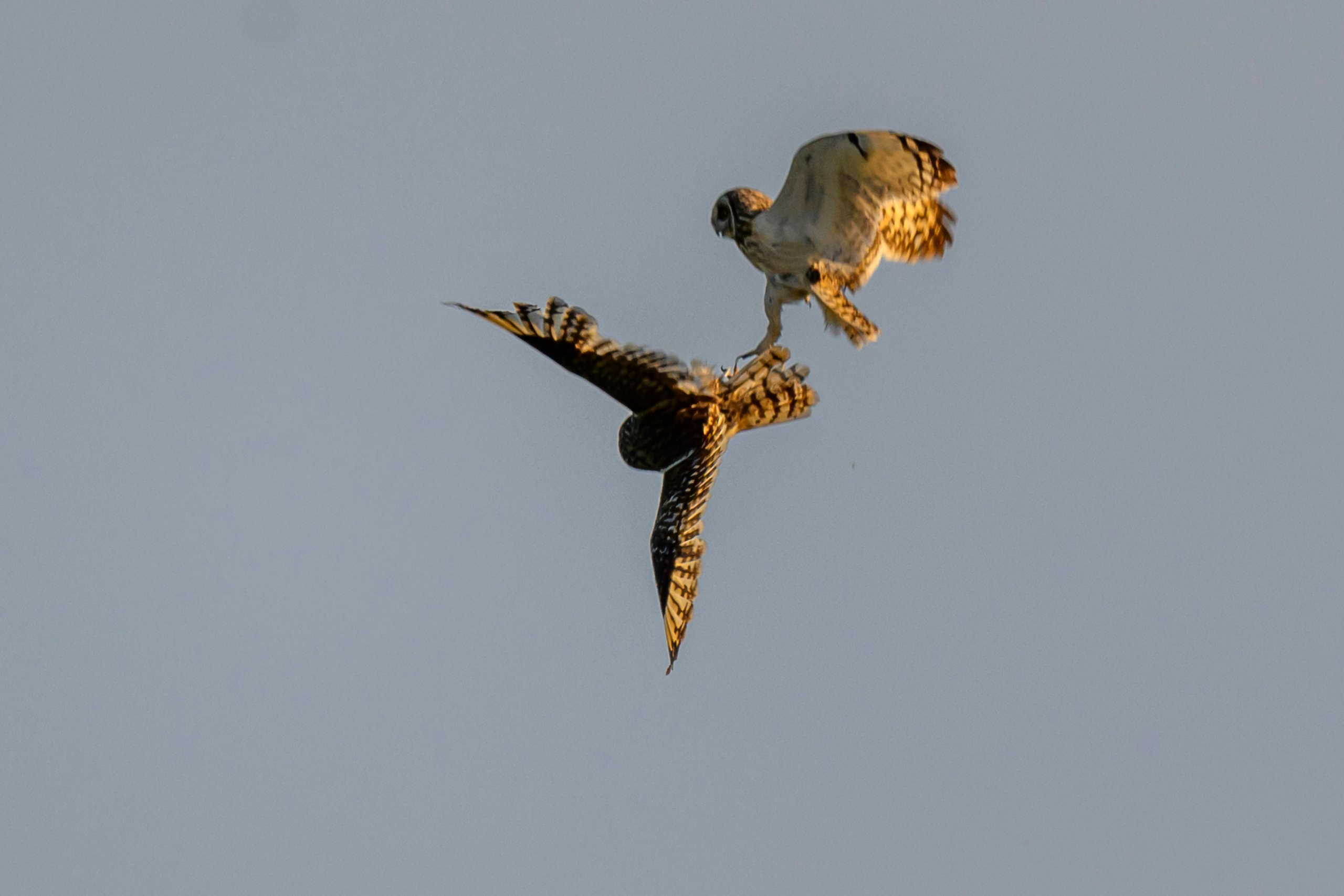 Битва сов и кормление совят. The Owl Battle and Feeding the Nestlings. Фотограф Сергей Пупонин