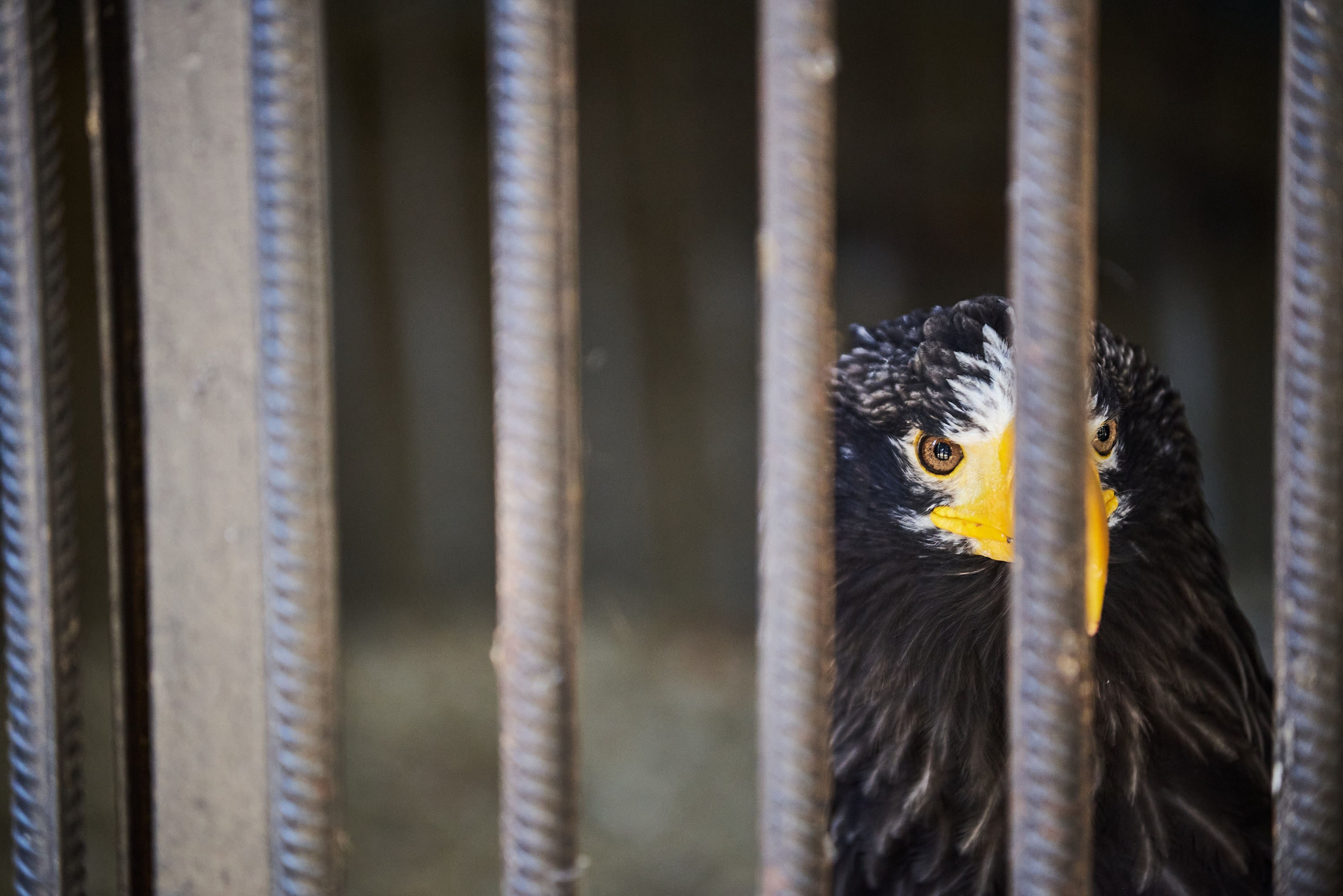 Зоопарк Иваново. Фотограф в Иваново: Каталожная съемка одежды и постельного белья, Wildberries