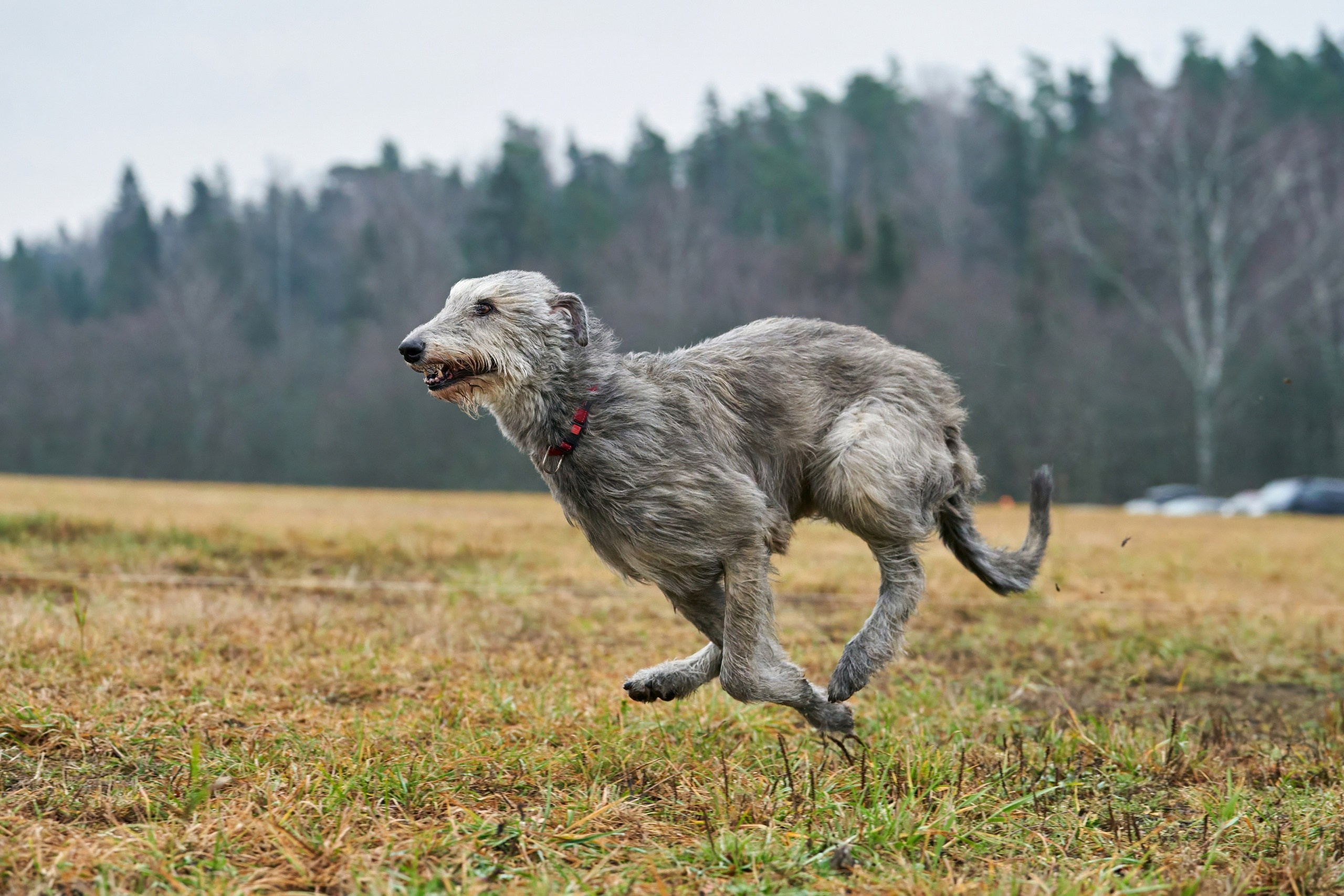 Состязания свор «Тройки». Фотограф-анималист Михаил Манухин