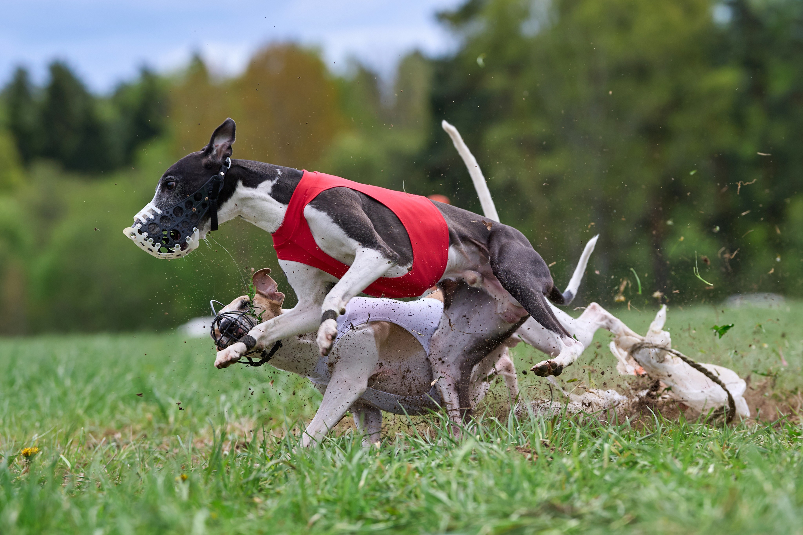 ПЧРКФ по курсингу. Фотограф-анималист Михаил Манухин