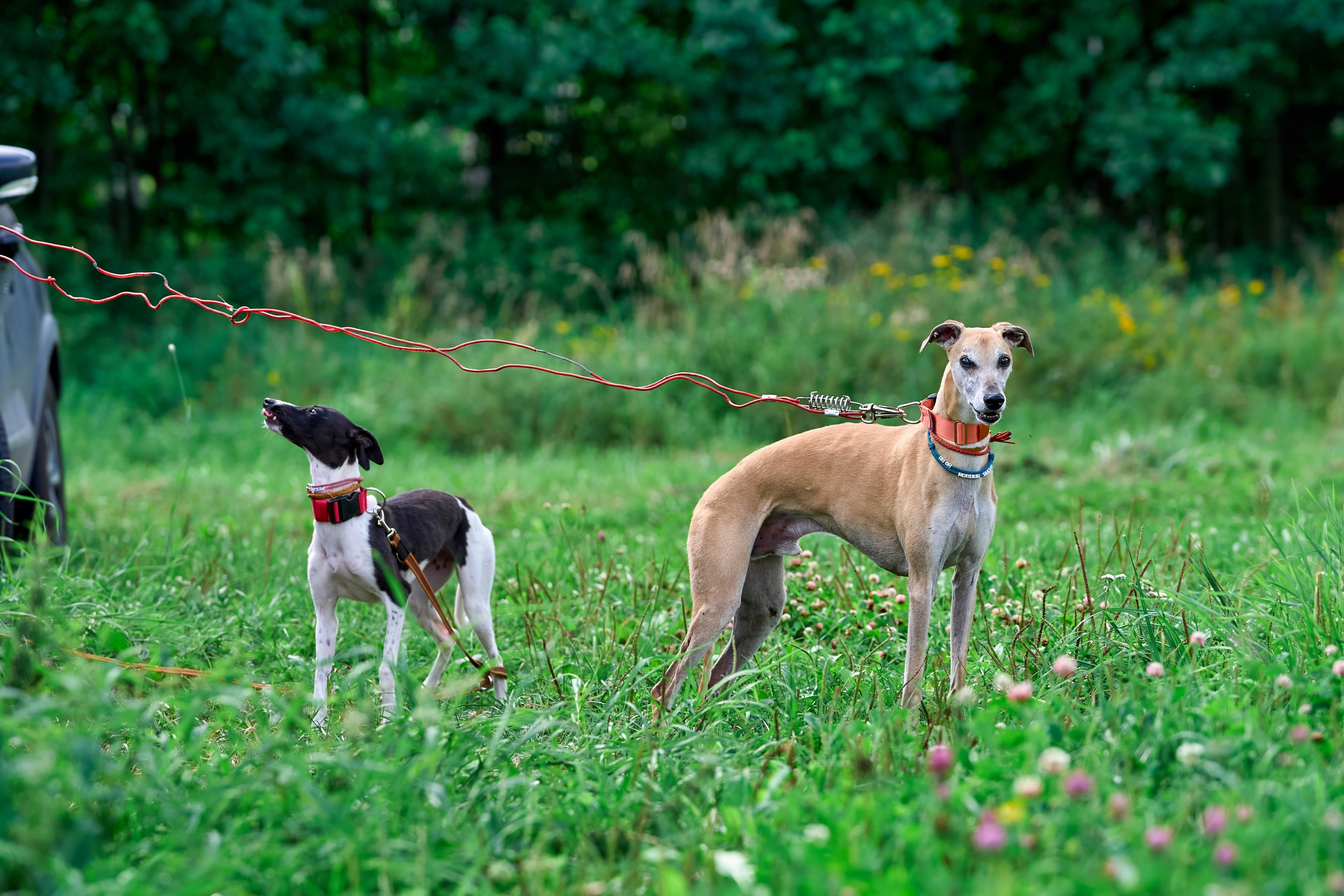 Тренировка в Донино. Фотограф-анималист Михаил Манухин