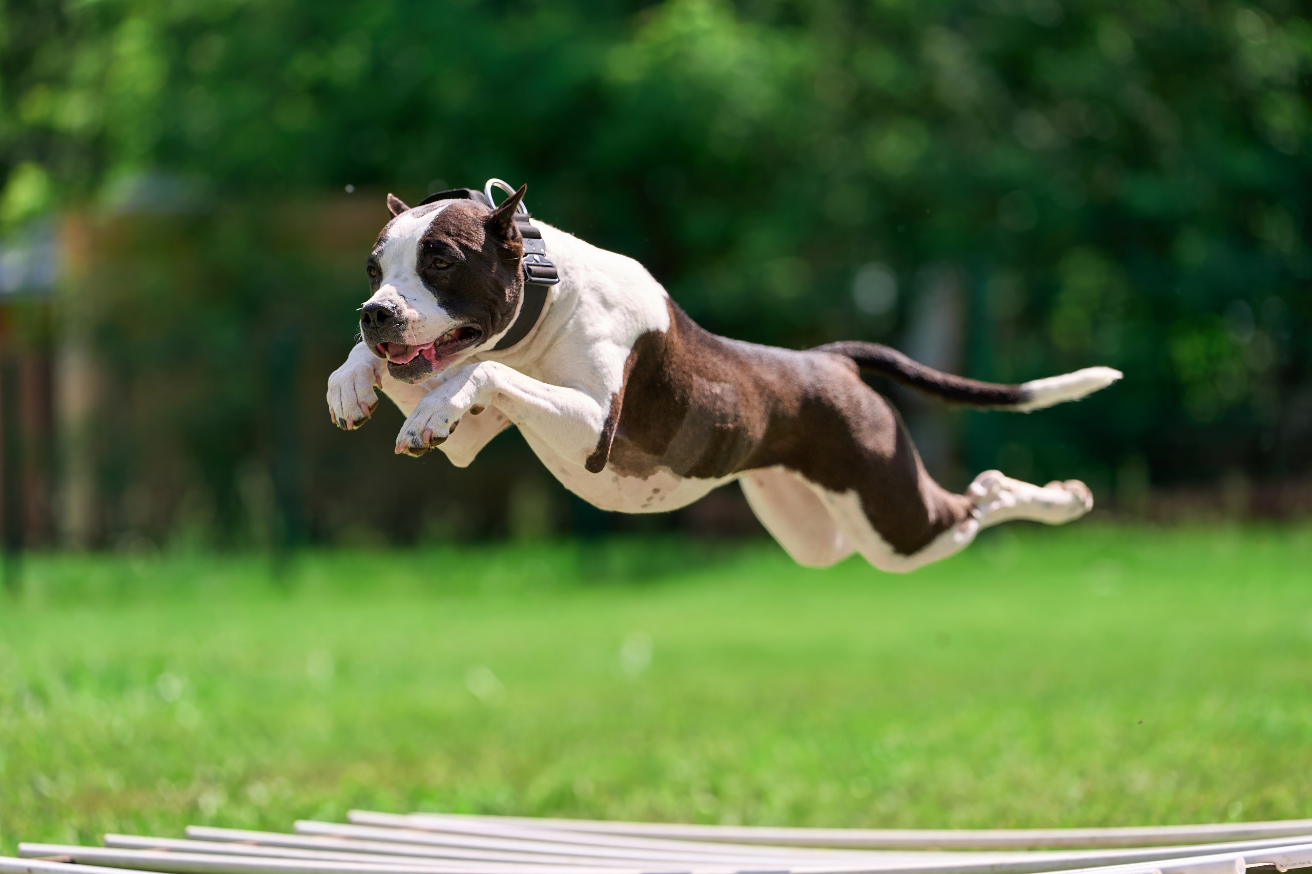 Двухдневные соревнования «Jump'n'Gym Fest — 2024». Фотограф-анималист Михаил Манухин