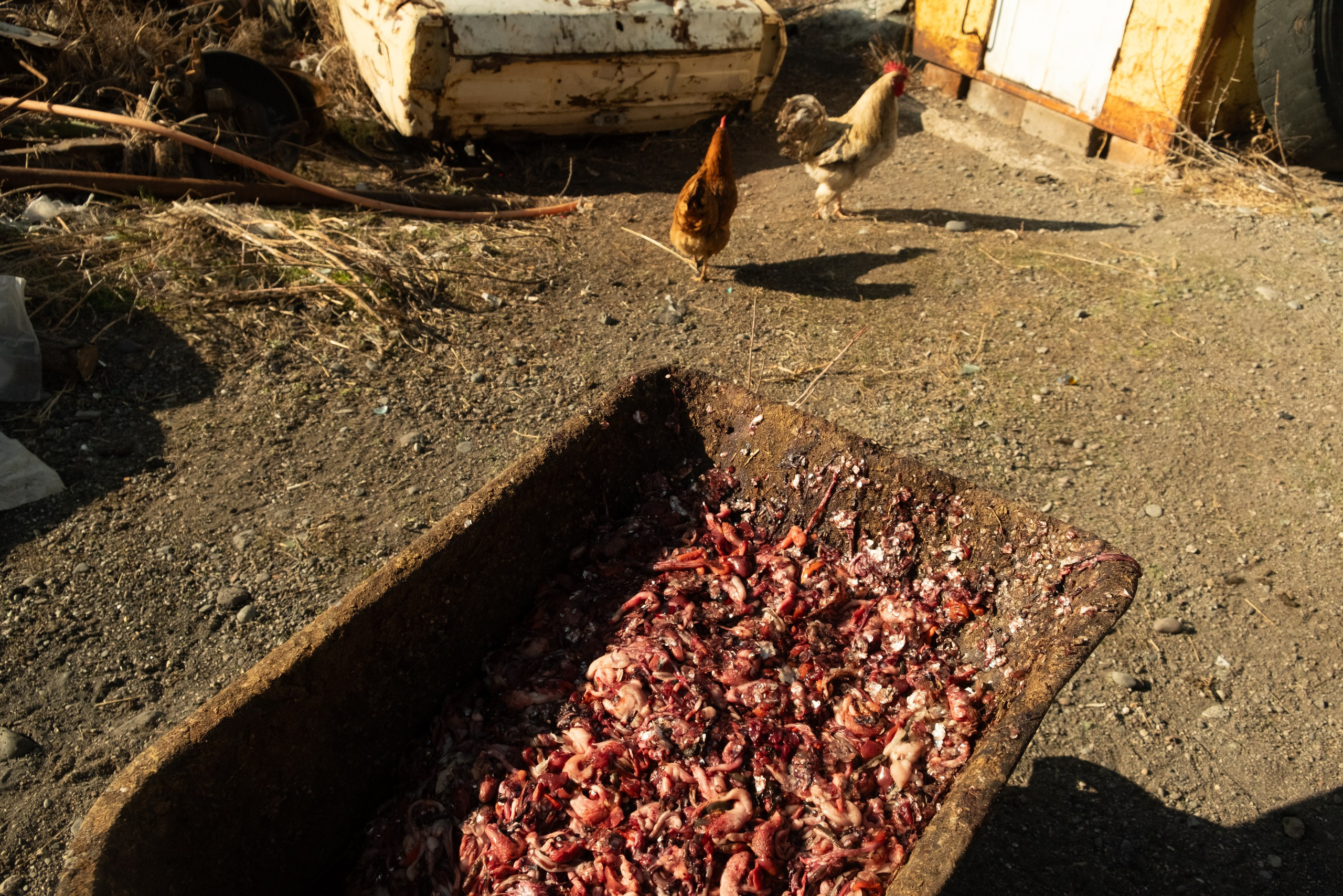 — Sevan (ongoing). Kirillov Egor