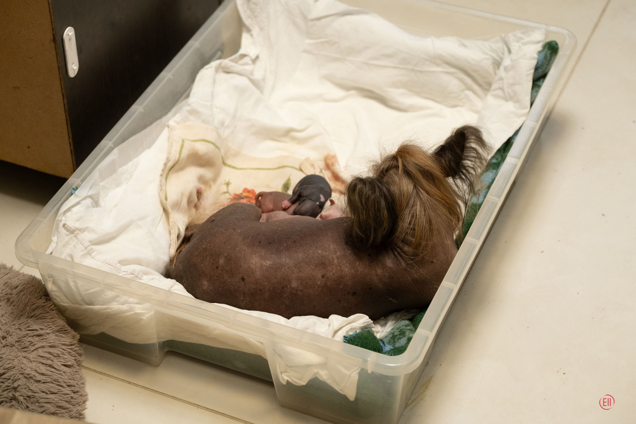 Помёт E | 20.07.2026. Poale Ell Chinese Crested Dog Kennel: Buy a puppy from the kennel