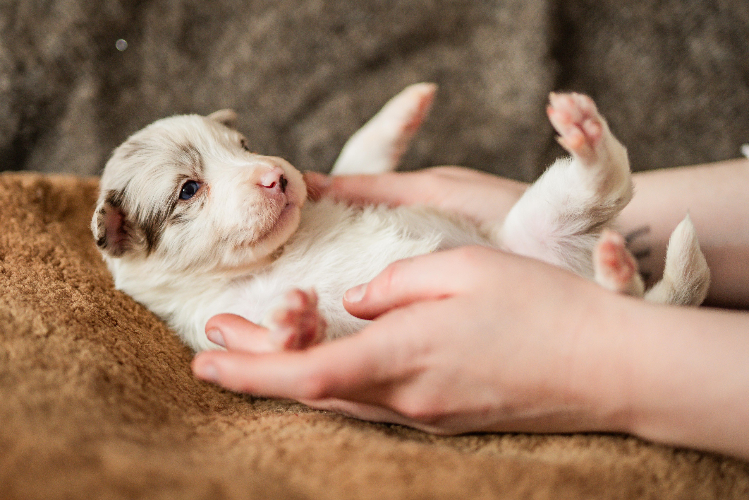 Фритсвит. Семейный фотограф Ефремова Виктория