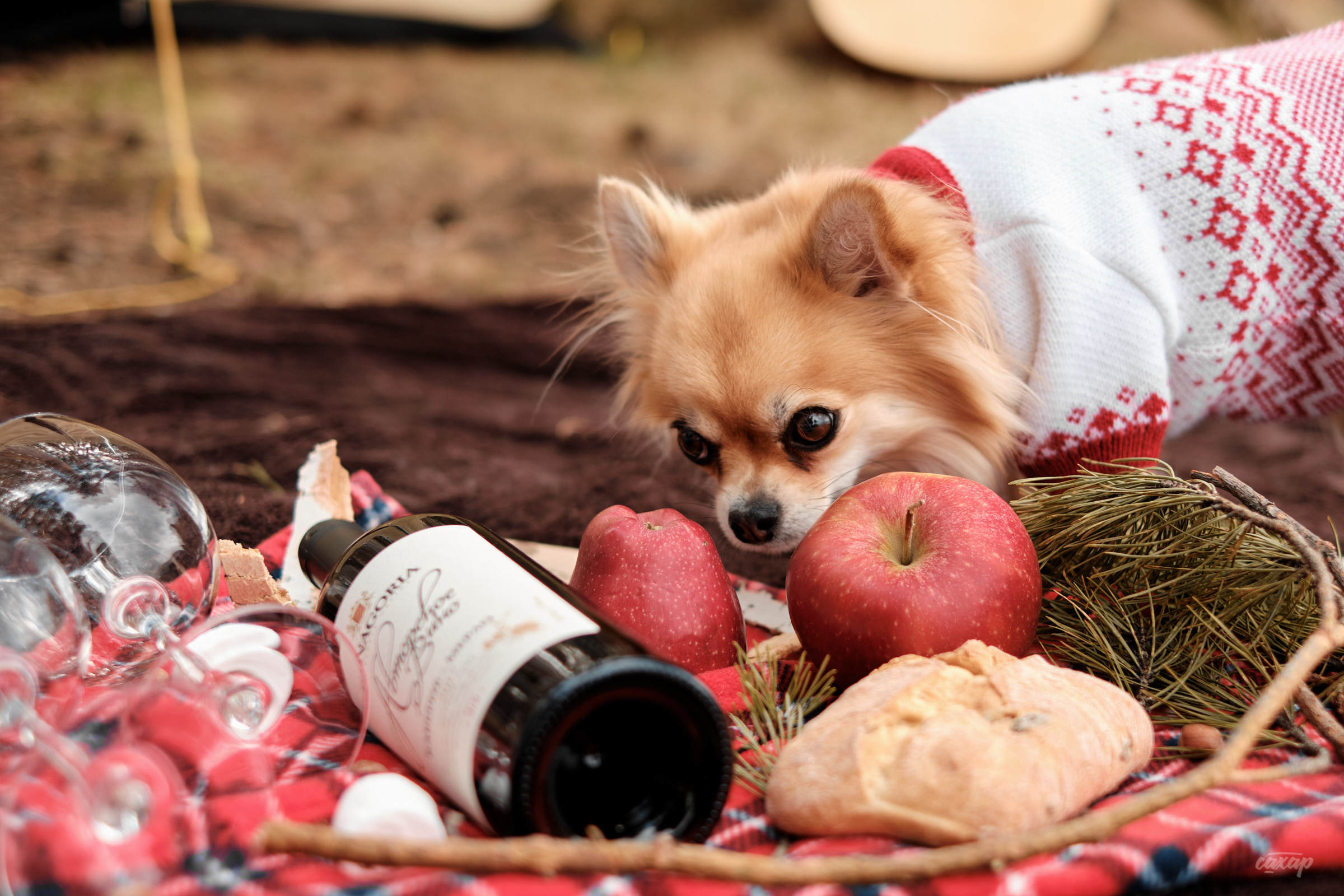 семейный фотограф, фотограф семьи, семейный фотограф юра сахар, фотограф семьи юра сахар, фотограф юра сахар, юра сахар, фотограф сахар, фотограф в екатеринбурге, фотограф екатеринбург, фотограф в екб, фотограф в екате, фотограф на фотосессию, фотограф на новогоднюю фотосессию, заказать фотографа на фотосессию семьи, записаться на фотосессию, записаться на новогоднюю фотосессию, семейная фотосессия, семейная фотосессия в студии, семейная фотосессия в студии екатеринбург, семейная фотосессия в студии екб, семейная фотосессия в студии екат, семейные фотосессии с детьми, семейная фотосессия на природе, семейная фотосессия фото, семейная фотосессия в студии с детьми, семейная фотосессия весной, семейная фотосессия екатеринбург, семейная фотосессия екб, семейная фотосессия екат, семейная фотосессия цена, семейная фотосессия недорого, семейная беременная фотосессия, семейная фотосессия на улице, семейная фотосессия летом, семейная фотосессия в джинсах, семейная фотосессия в белом, семейная фотосессия дома, семейная фотосессия на природе весной, новогодняя фотосессия семейная, семейные фотосессии с детьми на природе, семейные фотосессии маленьким, весенняя семейная фотосессия, семейная пара фотосессия, фотосессии семейных пар, семейная фотосессия с маленьким ребенком, семейная фотосессия на природе летом, цена семейной фотосессии в студии, семейная фотосессия в саду, семейная фотосессия год, пасхальная фотосессия семейная, семейная фотосессия в парке, семейная фотосессия на годик, фотосессия семьи, фотосессия семьи в екатеринбурге, екатеринбург в екб, подарочный сертификат, купить подарочный сертефикат, подарочный сертификат на семейную фотосессию, подарочный сертификат на фотосессию семьи, купить подарочный сертификат на семейную фотосессию, купить подарочный сертификат на фотосессию семьи, фотосессия семьи, фотосессия семья дети, фотосессия с семьей в студии, фотосессия семьи на природе, образы для фотосессии для семьи, фотосессия беременной с семьей, фотосессия большой семьи, фотосессии весной семьей, фотосессия семьи на улице, фотосессия семьи екатеринбург, фотосессия семьи цена, фотосессия семья лето, идеи фотосессии семьи на природе, фотосессии семьи с ребенком в студии, фотосессия семьи дома, весенняя фотосессия семьи, фотосессия семья в джинсах, фотосессия для семьи спб, фотосессия семья в белом, день семьи фотосессия, фотосессия пикник семья, футболки для фотосессии для всей семьи, красивая фотосессия семьи, фотосессия весной на улице семьей, фотосессия семьей, фотосессия многодетной семьи, фотосессия семьи с маленьким, фотосессия семьи с маленьким ребенком, летняя фотосессия семьи, домашняя фотосессия семьи, фотосессия екб в студии для семьи, новогодние фотосессия семья, фотосессия большой семьи в студии, семейная фотосессия большая семья, фотосессия семьи в парке, семейная фотосессия на природе весной, семейные фотосессии с детьми на природе, семейная фотосессия на природе летом, фотосессии семейные на природе, семейная фотосессия на природе с детьми летом, семейная фотосессия весной на природе с детьми, весенние фотосессии на природе семейные, идеи семейных фотосессий на природе летом, образы для семейной фотосессии на природе, летняя семейная фотосессия на природе, семейная фотосессия с собакой на природе, семейная фотосессия дома, семейная фотосессия в загородном доме, семейная фотосессия дома на даче, семейная фотосессия с детьми дома, пасхальная фотосессия семейная дома, семейная фотосессия дома с малышом, фотосессия семейная с маленьким ребенком дома, фотосессия пикник, фотосессия пикник на природе, семейная фотосессия пикник, семейная фотосессия с палаткой, фотосессия пикник семья, фотосессия пикник с ребенком, фотосессия на пикнике, фотосессия в стиле пикник, фотосессия пикник на природе весной, фотосессия пикник на природе семьей, фотосессия пикник на природе с ребенком, пикник осенняя фотосессия фотосессия, фотосессия пикник в лесу, фотосессия пикник на природе екатеринбург, фотосессия пикник на природе екб, стоимость семейной фотосессии, стоимость семейной фотосессии в екатеринбурге, сколько стоит семейная фотосессия, сколько стоит семейная фотосессия в екатеринбурге, записаться на семейную фотосессию, записаться на семейную фотосессию в екатеринбурге, записаться на фотосессию семьи в екатеринбурге, записаться на фотосессию семьи, Новогодняя фотосессия, новогодняя фотосессия в екатеринбурге, новогодняя фотосессия в екб, новогодняя фотосессия, новогодние фотосессии в студии, новогодние фотосессии в студии екатеринбург, новогодняя фотосессия семейная, детская новогодняя фотосессия, фотосессия новогодние идеи, новогодняя фотосессия беременной, новогодняя фотосессия детский сад, новогодняя фотосессия с ребенком, новогодняя фотосессия, семейная фотосессия в новогодней студии, новогодние фотосессии цены, новогодние фотосессия семья, новогодняя фотосессия дома, новогодние фотосессии малышей, новогодние фотосессии в студии дети, новогодние парные фотосессии, новогодняя фотосессия парная, новогодняя фотосессия с собакой, семейная новогодняя фотосессия с детьми, новогодняя фотосессия белая, новогодняя фотосессия с малышом в студии, новогодняя фотосессия в свитерах, однажды в екатеринбурге фотосессия новогодняя, новогодняя фотосессия в красном, новогодние фотосессии 2022, новогодние фотосессии 2023, новогодние фотосессии 2024, новогодние фотосессии 2025, новогодние фотосессии 2026, новогодняя фотосессия 2022, новогодняя фотосессия 2023, новогодняя фотосессия 2024, новогодняя фотосессия 2025, новогодняя фотосессия 2026, семейная новогодняя фотосессия в студии, новогодняя фотосессия семейная, фотограф на новогоднюю фотосессию, стоимость новогодней фотосессии, новогоднее фотосессия на улице, новогодняя фотосессия в джинсах, новогодняя фотосессия семейная, семейная фотосессия в новогодней студии, семейная новогодняя фотосессия с детьми, подарочный сертификат семейная фотосессия, купить подарочный сертификат на семейную фотосессию, подарочный сертификат на новогоднюю фотосессию, фотосессия крещение, фотосессия крещения, фотограф на крещение, фотосессия в ожидании чуда, Беременная фотосессия, фотосессия беременной,