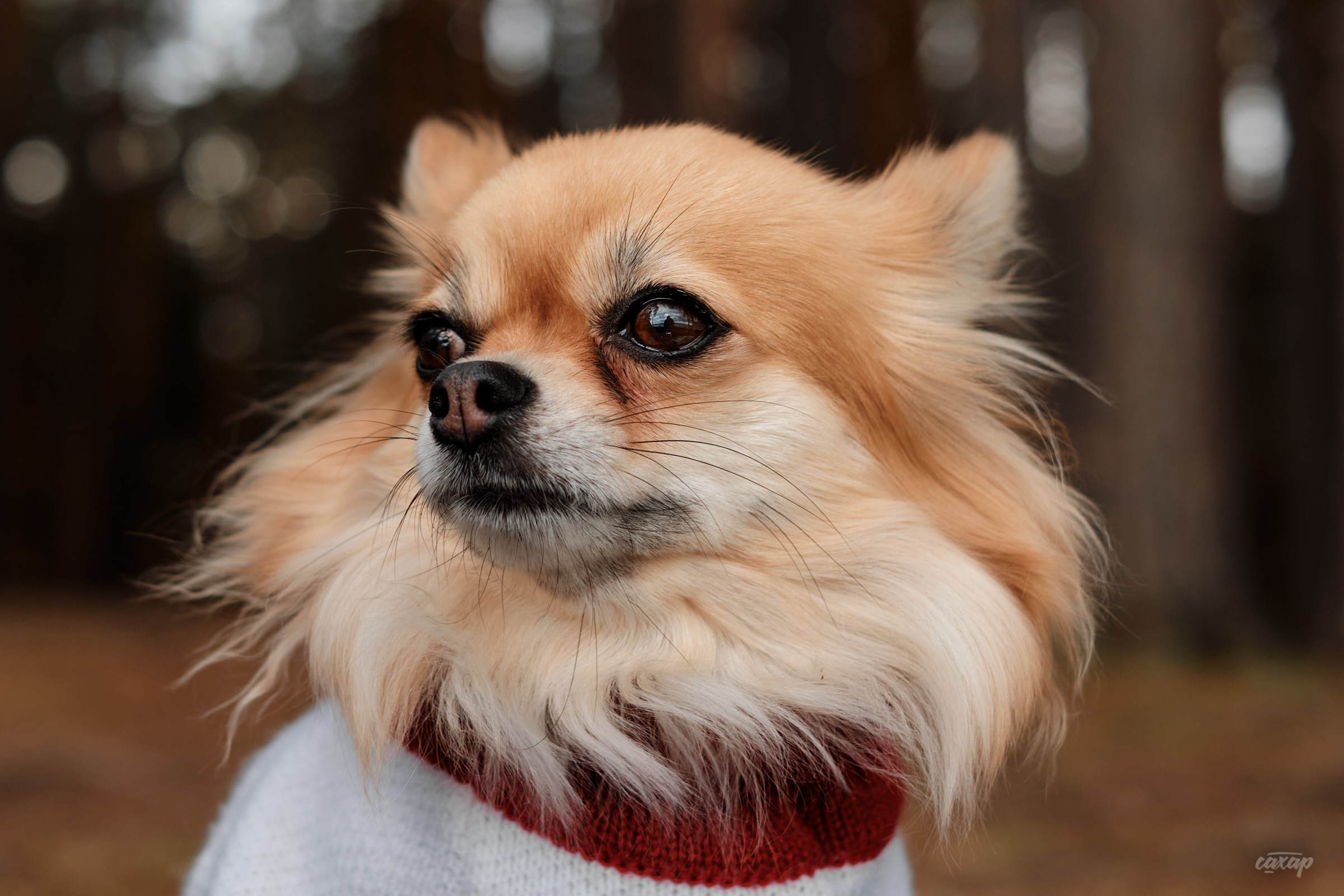 семейный фотограф, фотограф семьи, семейный фотограф юра сахар, фотограф семьи юра сахар, фотограф юра сахар, юра сахар, фотограф сахар, фотограф в екатеринбурге, фотограф екатеринбург, фотограф в екб, фотограф в екате, фотограф на фотосессию, фотограф на новогоднюю фотосессию, заказать фотографа на фотосессию семьи, записаться на фотосессию, записаться на новогоднюю фотосессию, семейная фотосессия, семейная фотосессия в студии, семейная фотосессия в студии екатеринбург, семейная фотосессия в студии екб, семейная фотосессия в студии екат, семейные фотосессии с детьми, семейная фотосессия на природе, семейная фотосессия фото, семейная фотосессия в студии с детьми, семейная фотосессия весной, семейная фотосессия екатеринбург, семейная фотосессия екб, семейная фотосессия екат, семейная фотосессия цена, семейная фотосессия недорого, семейная беременная фотосессия, семейная фотосессия на улице, семейная фотосессия летом, семейная фотосессия в джинсах, семейная фотосессия в белом, семейная фотосессия дома, семейная фотосессия на природе весной, новогодняя фотосессия семейная, семейные фотосессии с детьми на природе, семейные фотосессии маленьким, весенняя семейная фотосессия, семейная пара фотосессия, фотосессии семейных пар, семейная фотосессия с маленьким ребенком, семейная фотосессия на природе летом, цена семейной фотосессии в студии, семейная фотосессия в саду, семейная фотосессия год, пасхальная фотосессия семейная, семейная фотосессия в парке, семейная фотосессия на годик, фотосессия семьи, фотосессия семьи в екатеринбурге, екатеринбург в екб, подарочный сертификат, купить подарочный сертефикат, подарочный сертификат на семейную фотосессию, подарочный сертификат на фотосессию семьи, купить подарочный сертификат на семейную фотосессию, купить подарочный сертификат на фотосессию семьи, фотосессия семьи, фотосессия семья дети, фотосессия с семьей в студии, фотосессия семьи на природе, образы для фотосессии для семьи, фотосессия беременной с семьей, фотосессия большой семьи, фотосессии весной семьей, фотосессия семьи на улице, фотосессия семьи екатеринбург, фотосессия семьи цена, фотосессия семья лето, идеи фотосессии семьи на природе, фотосессии семьи с ребенком в студии, фотосессия семьи дома, весенняя фотосессия семьи, фотосессия семья в джинсах, фотосессия для семьи спб, фотосессия семья в белом, день семьи фотосессия, фотосессия пикник семья, футболки для фотосессии для всей семьи, красивая фотосессия семьи, фотосессия весной на улице семьей, фотосессия семьей, фотосессия многодетной семьи, фотосессия семьи с маленьким, фотосессия семьи с маленьким ребенком, летняя фотосессия семьи, домашняя фотосессия семьи, фотосессия екб в студии для семьи, новогодние фотосессия семья, фотосессия большой семьи в студии, семейная фотосессия большая семья, фотосессия семьи в парке, семейная фотосессия на природе весной, семейные фотосессии с детьми на природе, семейная фотосессия на природе летом, фотосессии семейные на природе, семейная фотосессия на природе с детьми летом, семейная фотосессия весной на природе с детьми, весенние фотосессии на природе семейные, идеи семейных фотосессий на природе летом, образы для семейной фотосессии на природе, летняя семейная фотосессия на природе, семейная фотосессия с собакой на природе, семейная фотосессия дома, семейная фотосессия в загородном доме, семейная фотосессия дома на даче, семейная фотосессия с детьми дома, пасхальная фотосессия семейная дома, семейная фотосессия дома с малышом, фотосессия семейная с маленьким ребенком дома, фотосессия пикник, фотосессия пикник на природе, семейная фотосессия пикник, семейная фотосессия с палаткой, фотосессия пикник семья, фотосессия пикник с ребенком, фотосессия на пикнике, фотосессия в стиле пикник, фотосессия пикник на природе весной, фотосессия пикник на природе семьей, фотосессия пикник на природе с ребенком, пикник осенняя фотосессия фотосессия, фотосессия пикник в лесу, фотосессия пикник на природе екатеринбург, фотосессия пикник на природе екб, стоимость семейной фотосессии, стоимость семейной фотосессии в екатеринбурге, сколько стоит семейная фотосессия, сколько стоит семейная фотосессия в екатеринбурге, записаться на семейную фотосессию, записаться на семейную фотосессию в екатеринбурге, записаться на фотосессию семьи в екатеринбурге, записаться на фотосессию семьи, Новогодняя фотосессия, новогодняя фотосессия в екатеринбурге, новогодняя фотосессия в екб, новогодняя фотосессия, новогодние фотосессии в студии, новогодние фотосессии в студии екатеринбург, новогодняя фотосессия семейная, детская новогодняя фотосессия, фотосессия новогодние идеи, новогодняя фотосессия беременной, новогодняя фотосессия детский сад, новогодняя фотосессия с ребенком, новогодняя фотосессия, семейная фотосессия в новогодней студии, новогодние фотосессии цены, новогодние фотосессия семья, новогодняя фотосессия дома, новогодние фотосессии малышей, новогодние фотосессии в студии дети, новогодние парные фотосессии, новогодняя фотосессия парная, новогодняя фотосессия с собакой, семейная новогодняя фотосессия с детьми, новогодняя фотосессия белая, новогодняя фотосессия с малышом в студии, новогодняя фотосессия в свитерах, однажды в екатеринбурге фотосессия новогодняя, новогодняя фотосессия в красном, новогодние фотосессии 2022, новогодние фотосессии 2023, новогодние фотосессии 2024, новогодние фотосессии 2025, новогодние фотосессии 2026, новогодняя фотосессия 2022, новогодняя фотосессия 2023, новогодняя фотосессия 2024, новогодняя фотосессия 2025, новогодняя фотосессия 2026, семейная новогодняя фотосессия в студии, новогодняя фотосессия семейная, фотограф на новогоднюю фотосессию, стоимость новогодней фотосессии, новогоднее фотосессия на улице, новогодняя фотосессия в джинсах, новогодняя фотосессия семейная, семейная фотосессия в новогодней студии, семейная новогодняя фотосессия с детьми, подарочный сертификат семейная фотосессия, купить подарочный сертификат на семейную фотосессию, подарочный сертификат на новогоднюю фотосессию, фотосессия крещение, фотосессия крещения, фотограф на крещение, фотосессия в ожидании чуда, Беременная фотосессия, фотосессия беременной,