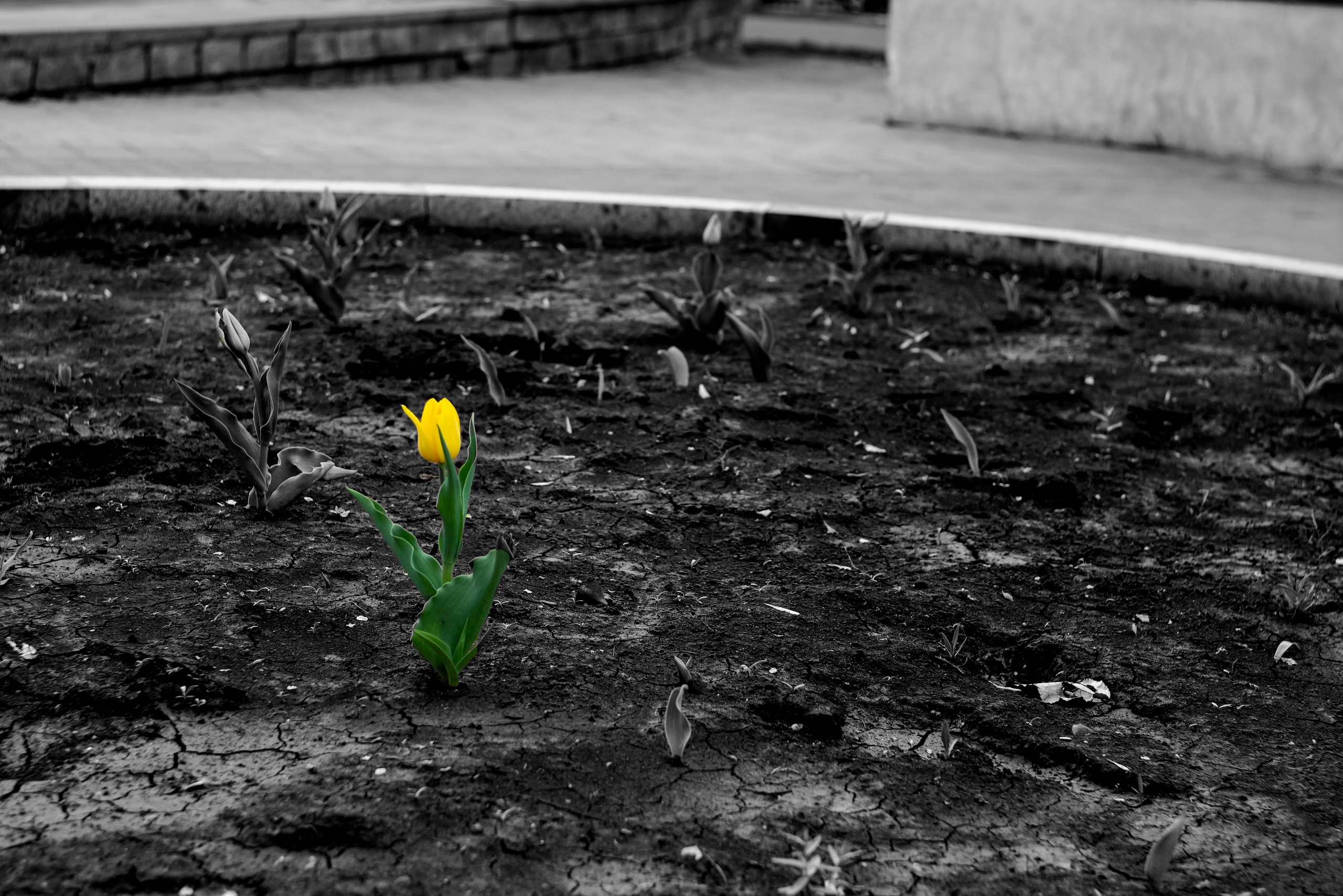 Выходные. Трамвай. Парк. Семейный, Детский, Контент фотограф в Самаре Renatto (Ренат Алимбиков)