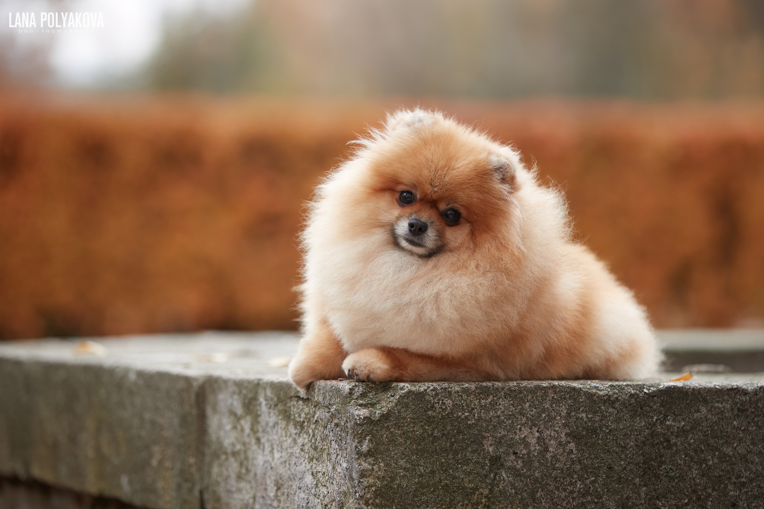 ВЫЕЗДНЫЕ ФОТОСЕССИИ СОБАК. ФОТОГРАФ-АНИМАЛИСТ l LANA POLYAKOVA