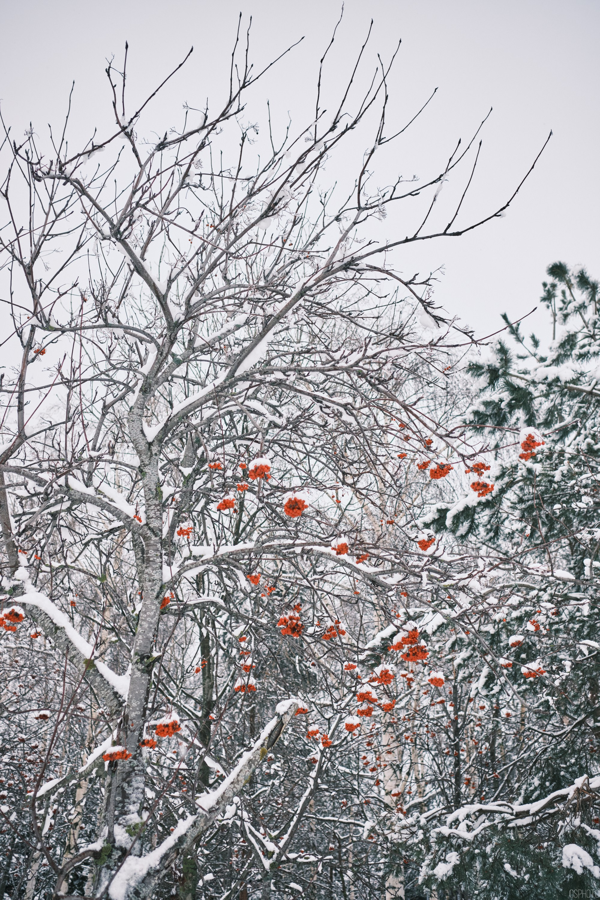 Снег и туман в Санкт-Петербурге. Фотографъ Сергѣевъ. Поймать мгновеніе
