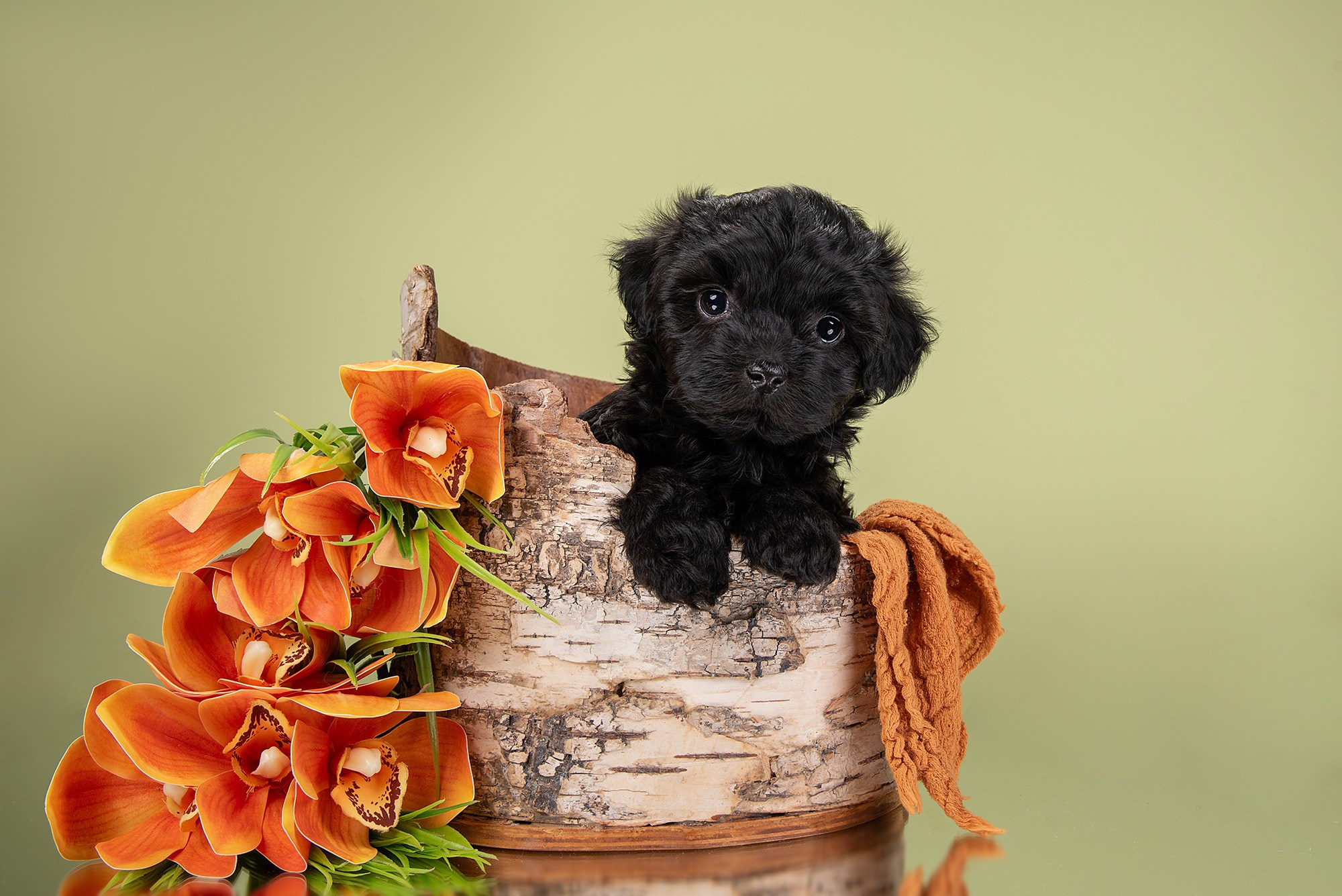Фотосессия щенков на фонах. Фотограф собак в Москве и Московской области Иванушкина Мария