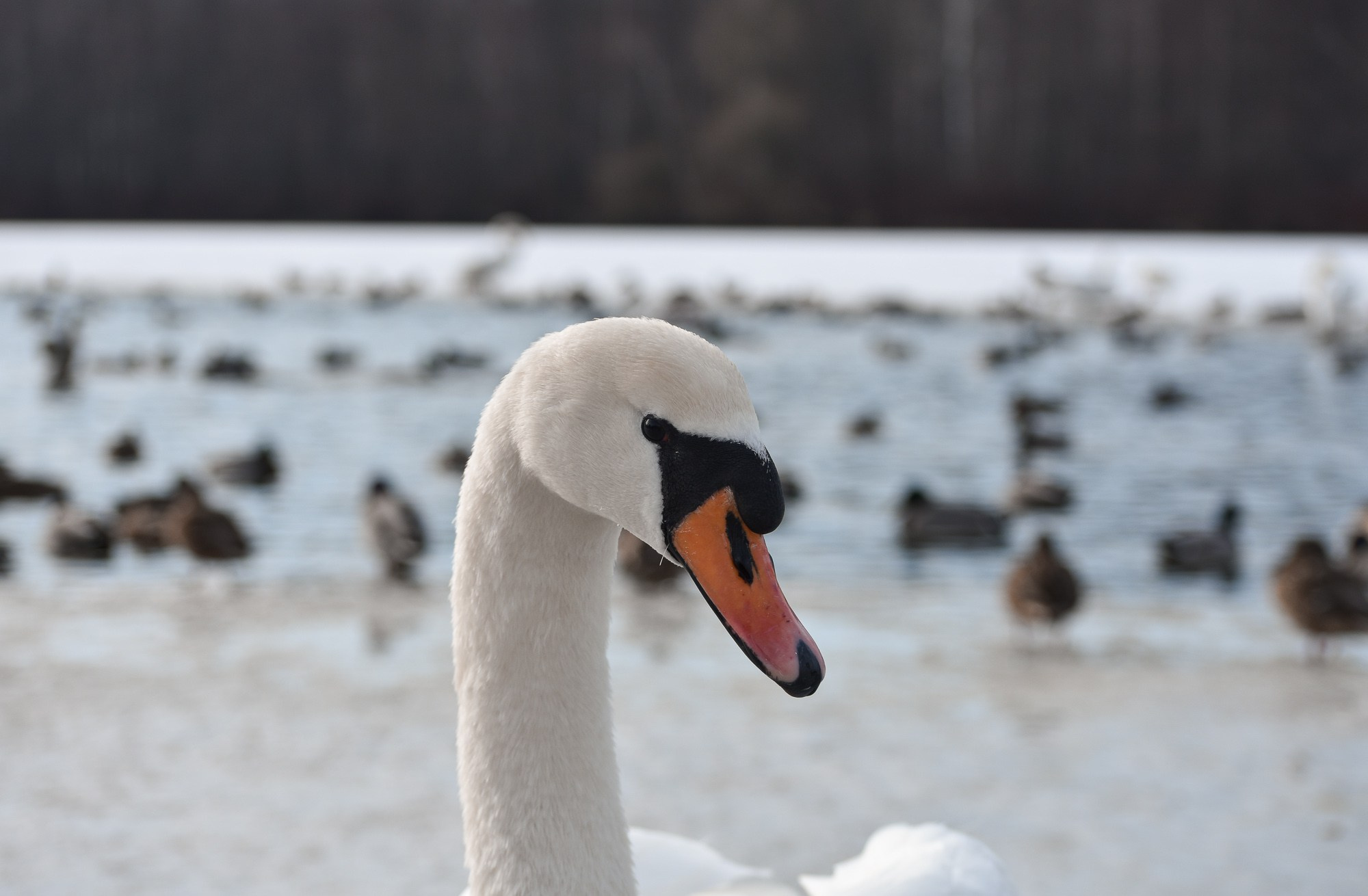В созвучии с природой. Фотограф Светлана В. Пронина, Москва