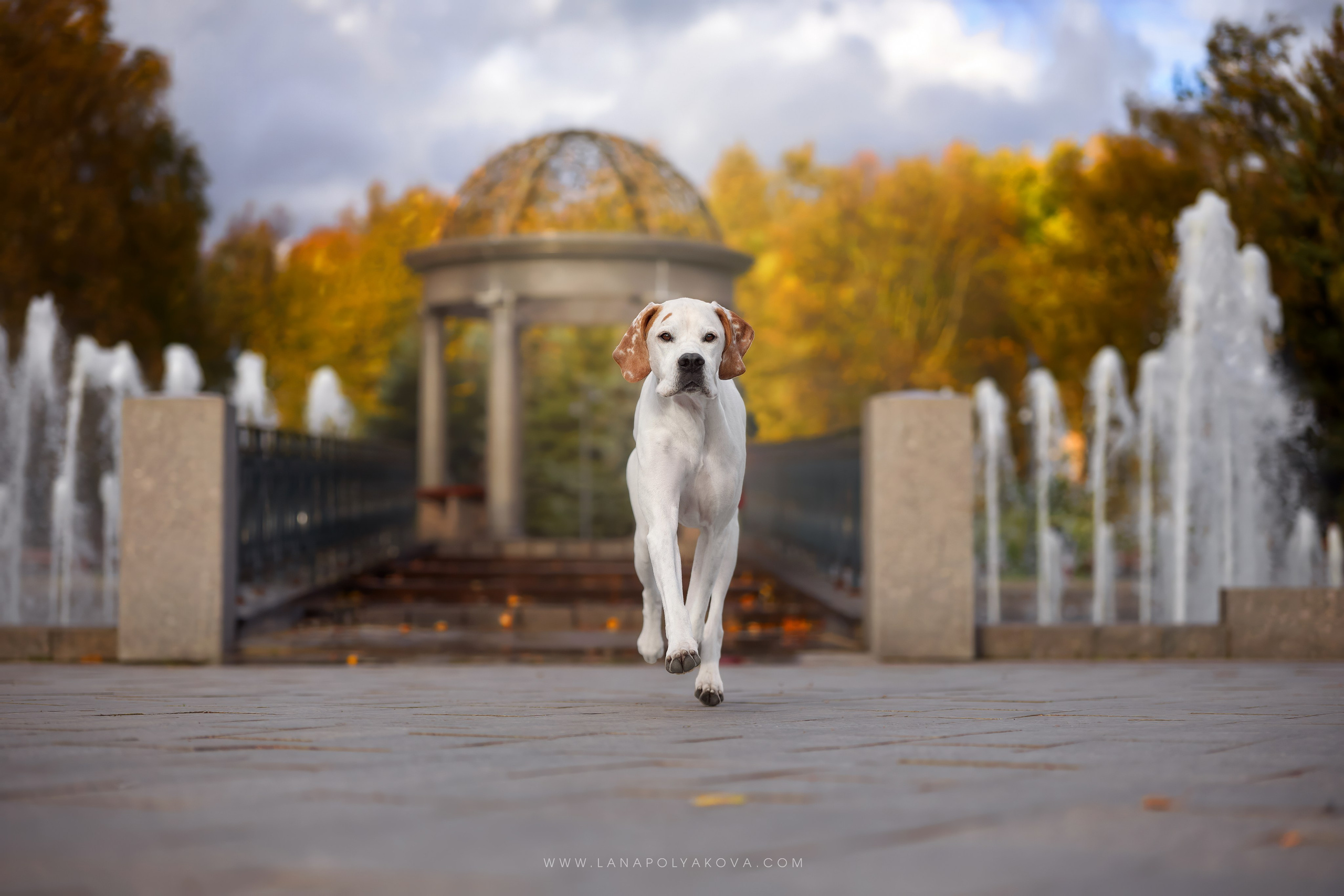 Флейм. Октябрьская сказка у фонтанов. ФОТОГРАФ-АНИМАЛИСТ l LANA POLYAKOVA