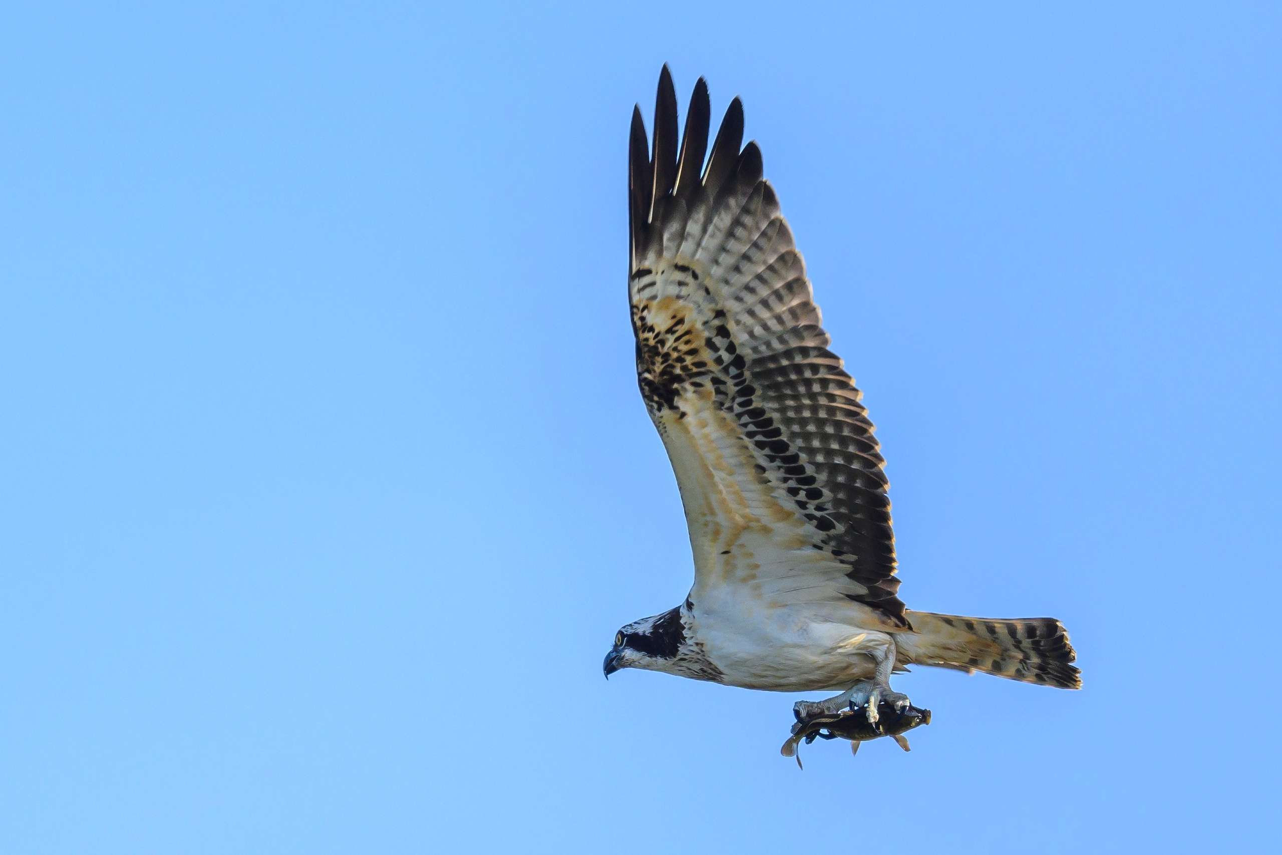Скопа и канюк. The Osprey and the Buzzard. Фотограф Сергей Пупонин