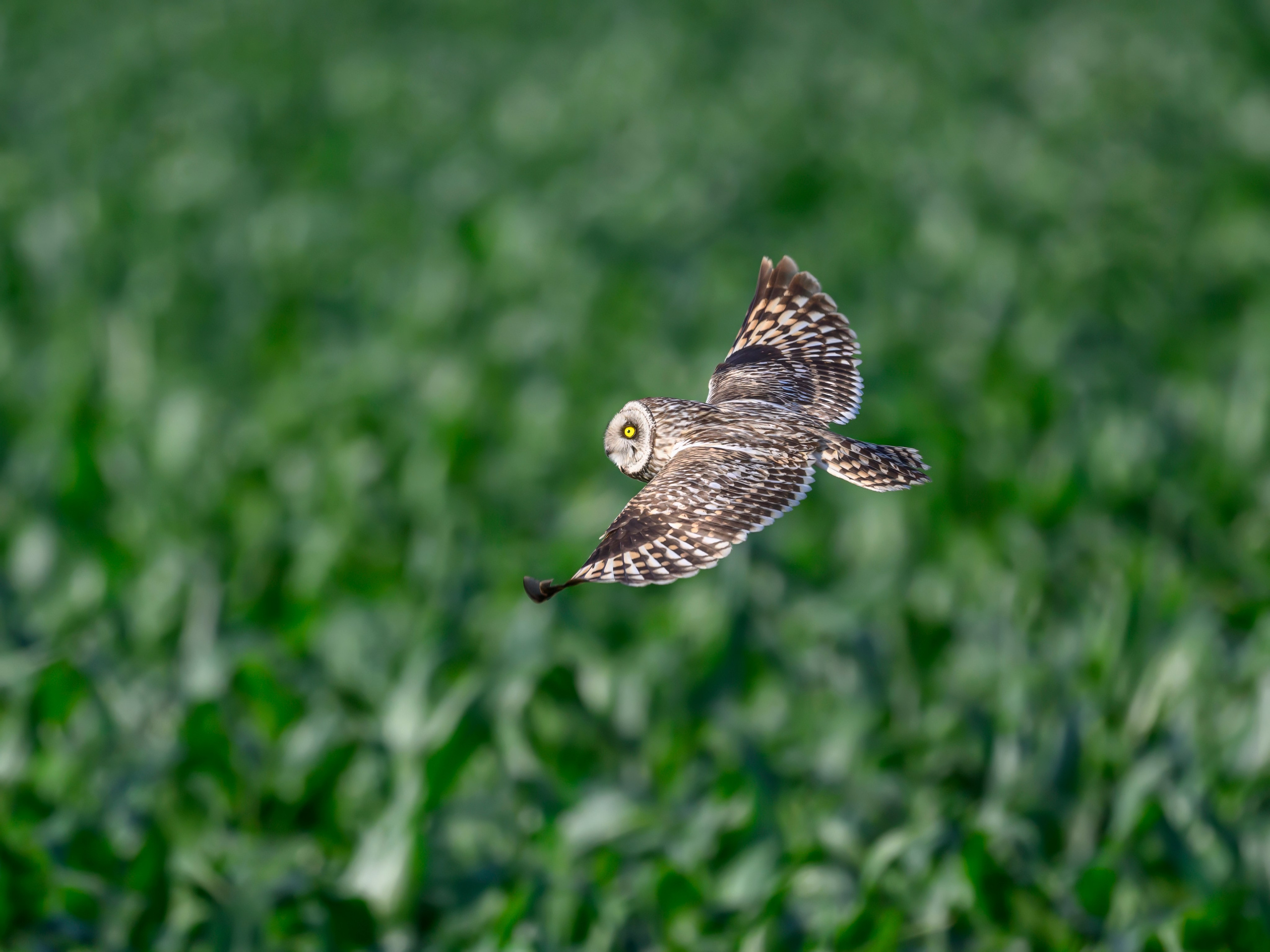 Цапли и совы. Herons and Owls. Wildlife photography by Sergey Puponin