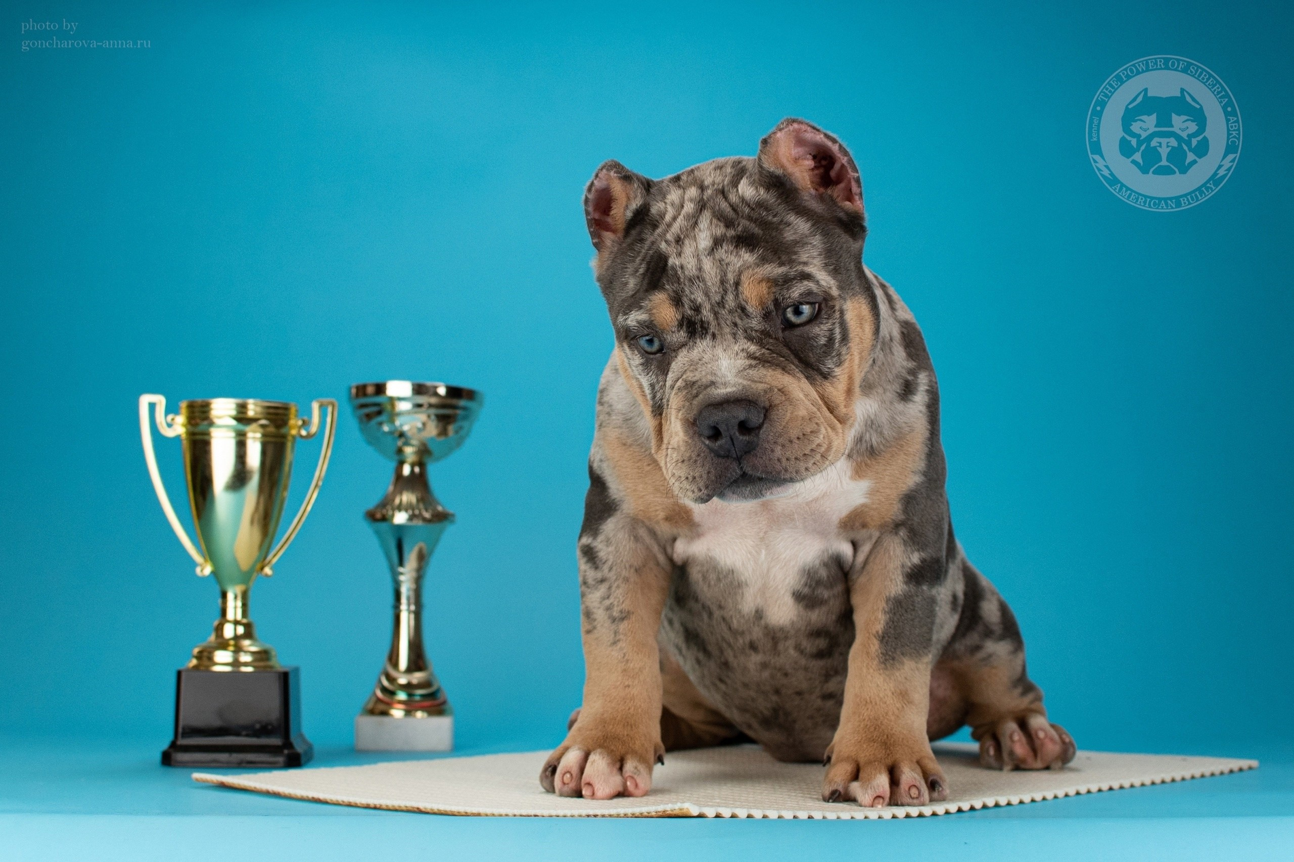 американский булли Юг, американский булли южный округ, лучшие американские булли на юге россии, топовые булли в россии, топовые американские булли в россии, ТОП булли, Топ американский булли, самые крутые американские булли, булли клаccик, булли покет, булли стандарт, булли экзот, булли xl, амeриканский булли, щенок булли, американский булли питомник, американский булли купить, американский булли щенок, американский булли москва, американский булли ростов-на-дону, американский булли краснодар, американский булли ставрополь, американский булли волгоград, американский булли семфирополь, американский булли ставрополь, американский булли сочи, американский булли воронеж, американский булли питер, американский булли санкт-петербург, американский булли Казань, американский булли Новосибирск, американский булли Челябинск, американский булли Ростов, американский булли Луганск, американский булли Донецк, американский булли покет, американский булли классик.американский булли ,американский булли щенки , американский булли купить ,американский булли фото , американский булли покет , собака американский булли , порода американский булли , американский булли цена , купить щенка американского булли ,американский булли характеристика , порода собак американский булли, питомник американских булли , американский булли отзывы, американский булли стандарт , американский булли отзывы владельцев, американский булли xl , россия американские булли , американские булли москва , американский булли вес , американский булли цена щенка, американский булли породы собак сша , американский булли размеры , американский булли классик , американский булли классика , американский булли характеристика породы , авито американский булли , сколько стоит американский булли , окрасы американских булли , американский булли виды , американский булли типы , американский булли цена в россии , американский булли экзот , американский булли микро , американский булли мини , собака американский булли фото , американский булли спб , американский булли характер , минусы американского булли , купить американского булли в москве , американские булли сколько щенков , плюсы американского булли , американский булли плюсы и минусы , взрослый американский булли , американский булли фото цена , американский булли фото щенков , американский булли крым , сколько живут американские булли , американский булли описание , американский булли купить авито , американский булли ростов , собачий питомник , питомник для собак , собаки , порода , щенки, щенок для детей, щенок для ребенка, щенок для семьи, собака для ребенка, питомник BULLY LOVERS, питомник THE POWER OF SIBERIA, питомник Ultimate Bully, питомник FORTIS FORTUNA VALIDI, питомник EXTREME BEAR, питомник American Dream, Питомник RUSSIAN BULLS, питомник ТАРУС & BULLY LAND, питомник Bully Ranch P&N, Питомник ANTREABULLS, питомник Ambully House, питомник Mar Nero, питомник Alfabulls, #micro #microbully #ambully #ambullys #ambullylife #ambullyforlife #ambullyworld #ambullylove #ambullylover #ambullylovers #ambullyloversfans #americanbullybreed #americanbullykennelclub #американскийбуллипитомник #bullies #bulliesallday #bulliesofig #bulliesofinsta #bulliesofinstagram #instabullies #bullieslife #bullymag #americanbully_feature #americanbullydog #tribullies #americanbullyblue #americanbullytricolor #bullystick #americanbullyStud, американский булли,американский булли щенки,американский булли купить,американский булли покет,американский булли фото,собака американский булли,порода американский булли,американский булли цена,американский булли купить щенка,американский булли характеристика,порода собак американский булли,американский булли отзывы,питомник американских булли,американский булли стандарт,американский булли отзывы владельцев,россия американские булли,американский булли виды,американский булли цена щенка,сколько стоит американский булли,американский булли цена в россии,американские булли москва,американский булли xl,американский булли размеры,типы американских булли,американский булли мини,американский булли вес,авито американский булли,американский булли породы собак сша,американский булли микро,американский булли характеристика породы,американский булли экзот,американский булли классик,американский булли классика,собака американский булли фото,американский булли характер,минусы американского булли,американские булли спб,американский булли окрасы,американский булли купить в москве,американские булли сколько щенков,плюсы американского булли,американский булли видео,американский булли плюсы и минусы,американский булли щенок фото,взрослый американский булли,американский булли девочка,американский булли описание,сколько живут американские булли,американский булли покет купить,американский булли крым,american bully,american bully ru,american bully ru shchenki,https american bully ru,https american bully ru shchenki,american bully xl,american bully питомник,american bully dog,american bully kennel,american dream bully,american bully pocket,american bully kennel club,all american bully фильм смотреть,american bully xxl,reddit american bully,american bully ru shchenki html,american bully wise,celina innovations crochet american bully part,https american bully ru shchenki html,american bully classic,питомник американских булли,питомник собак американский булли,питомник американских булли в крыму,питомник собак в крыму американские булли,питомник в крыму американский булли последние,питомник американских булли в москве,американские булли купить питомник,питомник американских булли в россии,питомник американских булли покеткупить щенка американский булли питомник,американские булли цена питомники,питомник американских булли в спб,питомник американских булли яна,купить американского булли в москве питомник,питомник американских булли в москве и московской,официальные питомники американских булли,крым питомник американских булли яна,булли американский купить питомник цена,москва и область питомники американских булли,питомник американских булли яна и гоша,американские булли подмосковья питомник,американский булли стандарт питомник,питомник американских булли екатеринбург,питомник американских булли ростов,лучшие питомники американских булли,питомник собак крым американский булли яна,яна питомник собак американский булли,американский булли купить в спб питомник,американский булли питомник львиное сердце уфа,американский булли питомник львиное сердце уфа вк,американский булли лучший питомник россии,американский булли питомник краснодар,американский булли купить спб щенка питомник,американский булли покет питомник москва,американский булли сайт питомник,питомник американский булли официальный сайт,питомник американских булли в челябинске,питомники американских булли в россии список лучших,питомник собак американских булли серпухов,питомник собак дзен американский булли,американский булли xl питомник,питомник американских булли в талдоме,питомник и цена американ американский булли,фаворит гигант питомник американских булли,американский булли купить,американский булли купить щенка,американский булли купить в москве,американский булли покет купить,американский булли купить щенка в москве,американский булли купить авито,купить американский булли цена,купить американского булли в спб,купить собаку американский булли,американский булли купить щенка цена,американский булли покет купить щенка,американский булли купить в беларуси,американский булли стандарт купить,американский булли купить москва московская область,купить американского булли в россии,купить американского булли в московской области,американский булли купить в екатеринбурге,американский булли купить в новосибирске,американский булли купить щенка в спб,