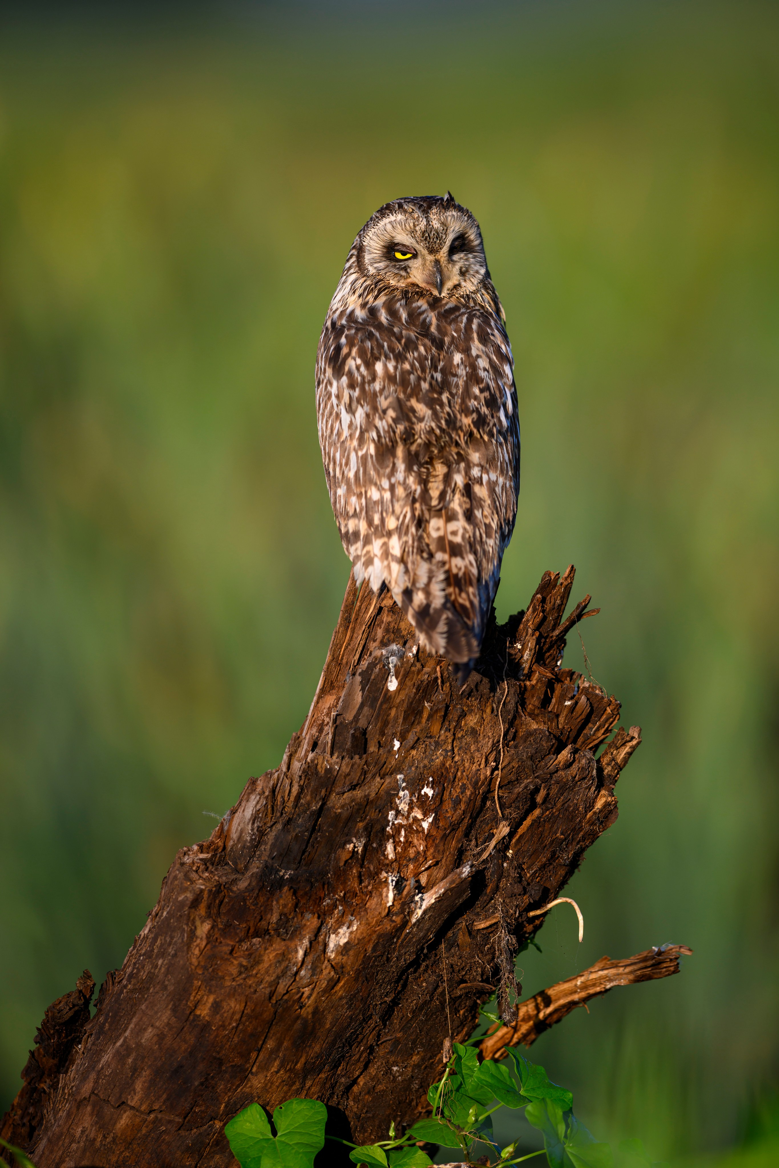 Портреты совы. Owl Portraits. Wildlife photography by Sergey Puponin