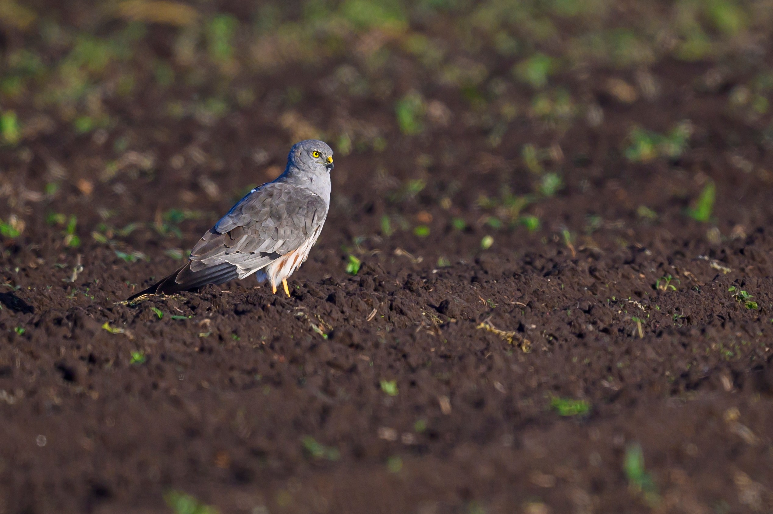 Лето. Фотограф Сергей Пупонин