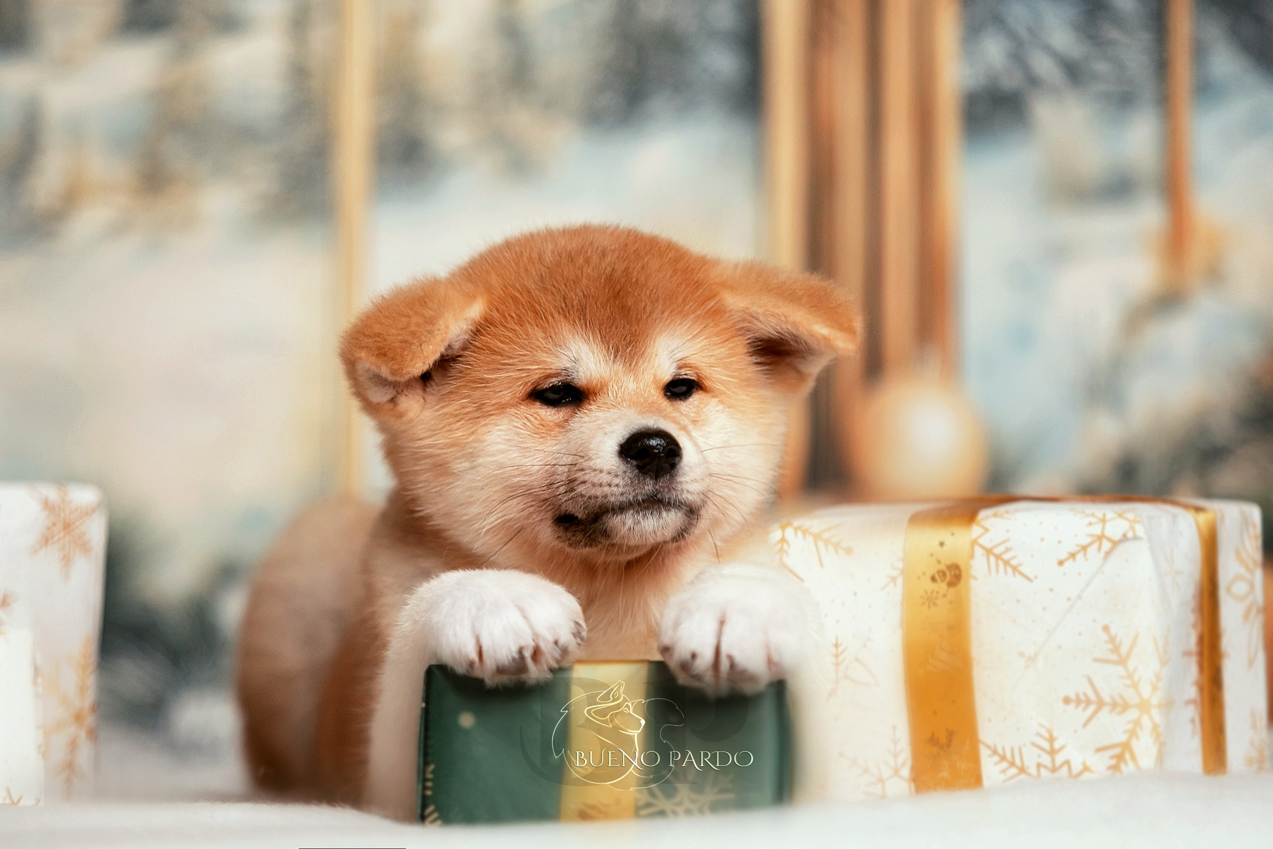 Щенки японской акита ину из питомника. Питомник собак Акита, Хаски, Корги