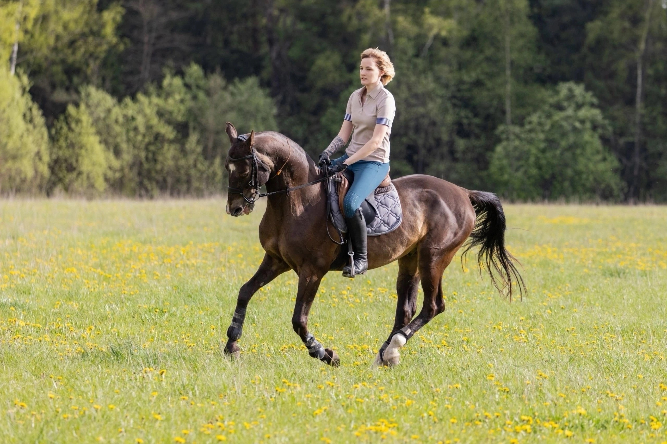 Хоррамдел. Продажа ахалтекинских и полукровных лошадей