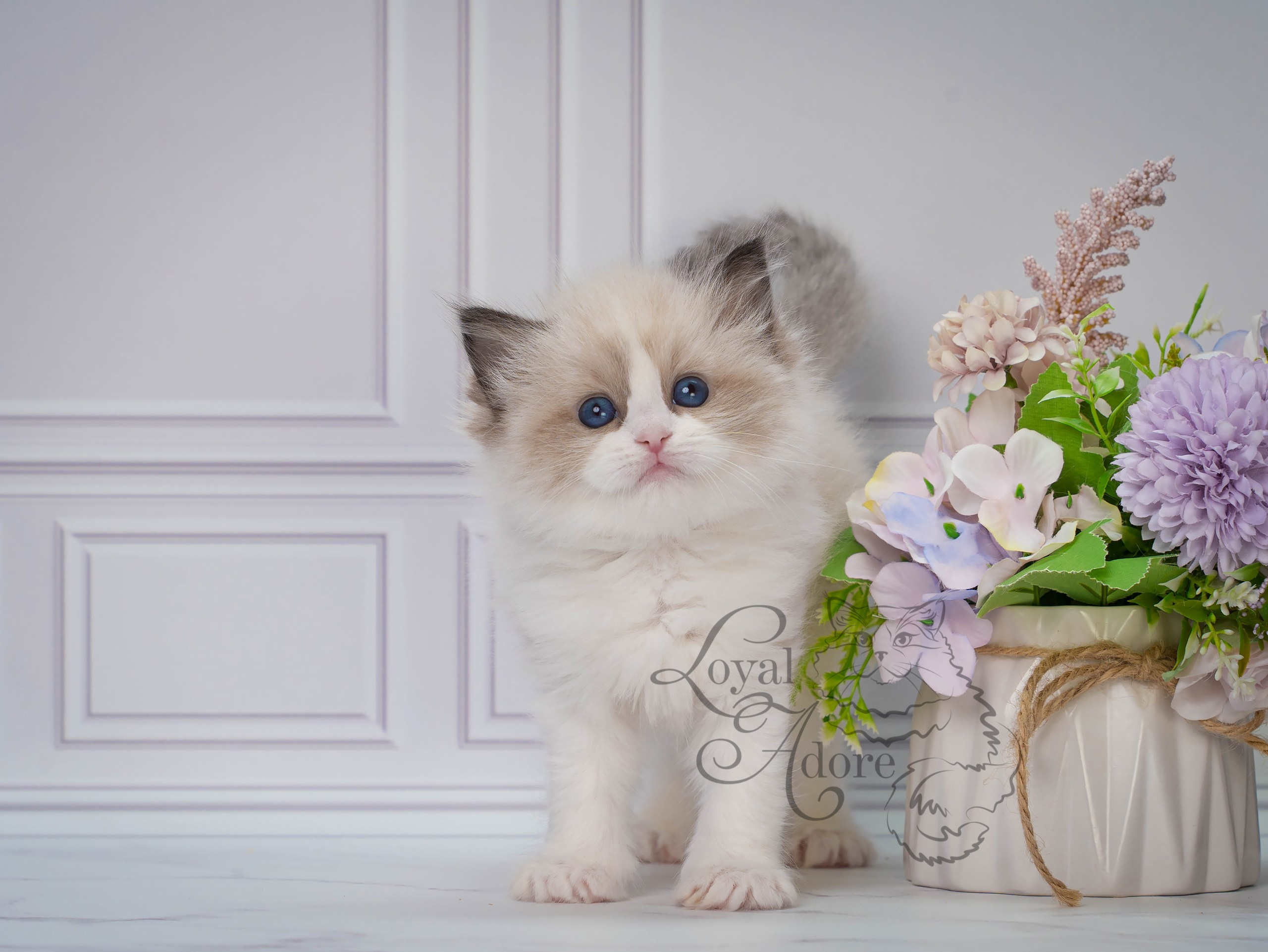 Котята рэгдолл от Loyal Adore. Питомник рэгдолл Loyal Adore