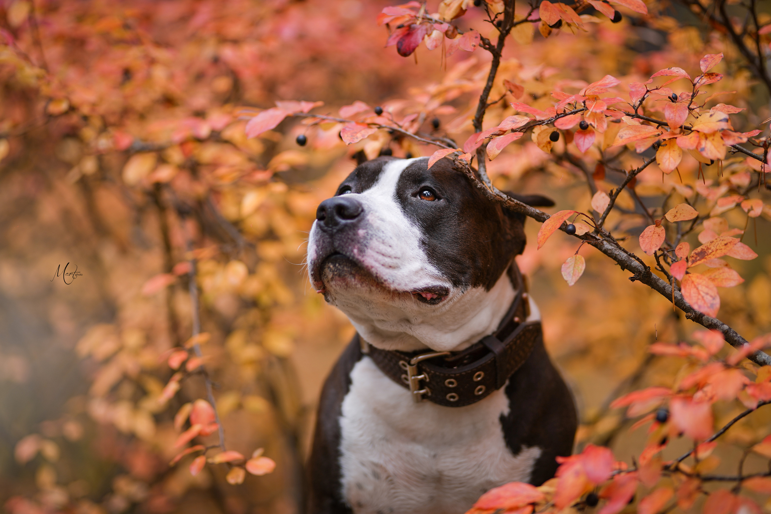 Фотограф-анималист в Санкт-Петербурге Яна Мартынова