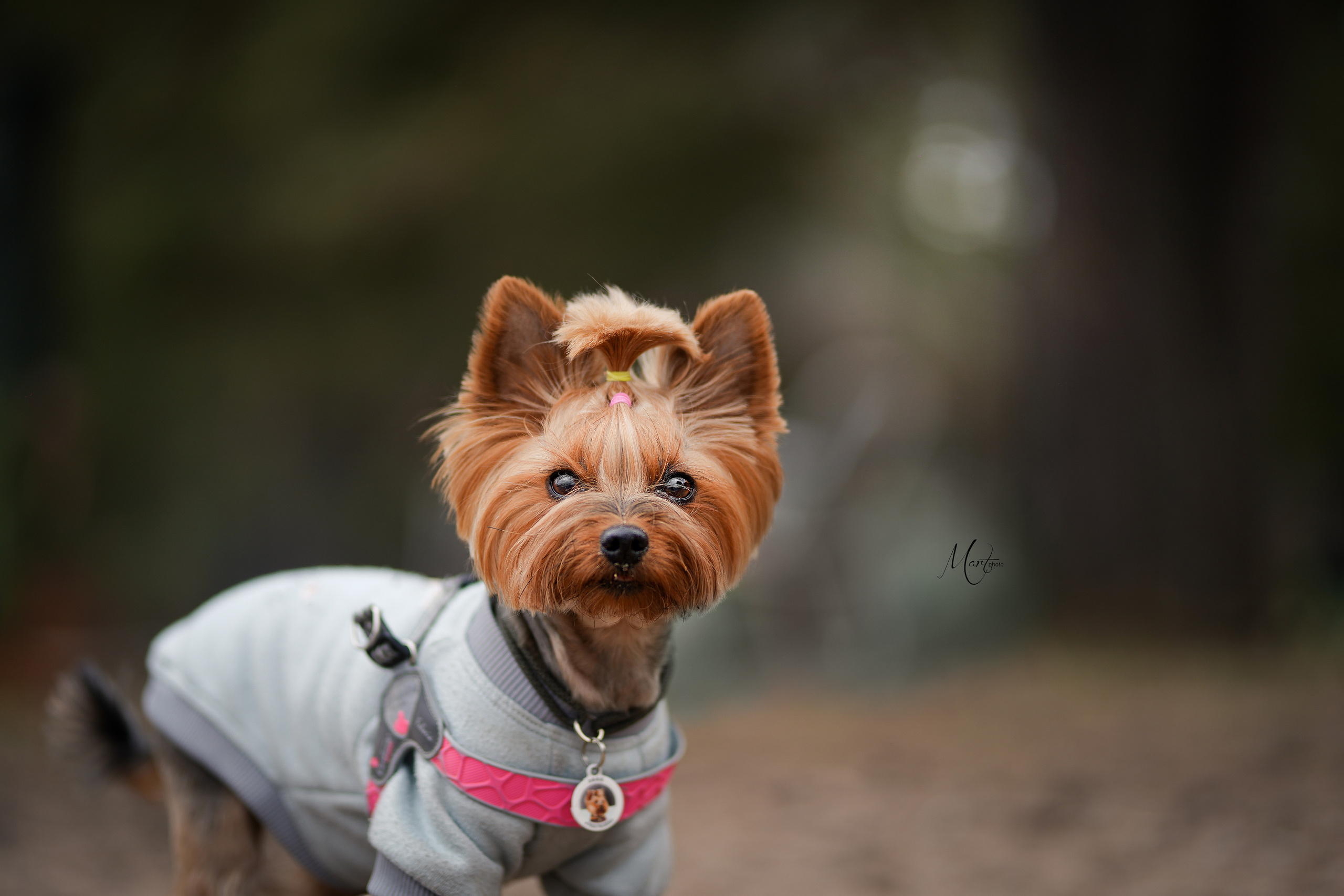 Фотограф-анималист в Санкт-Петербурге Яна Мартынова