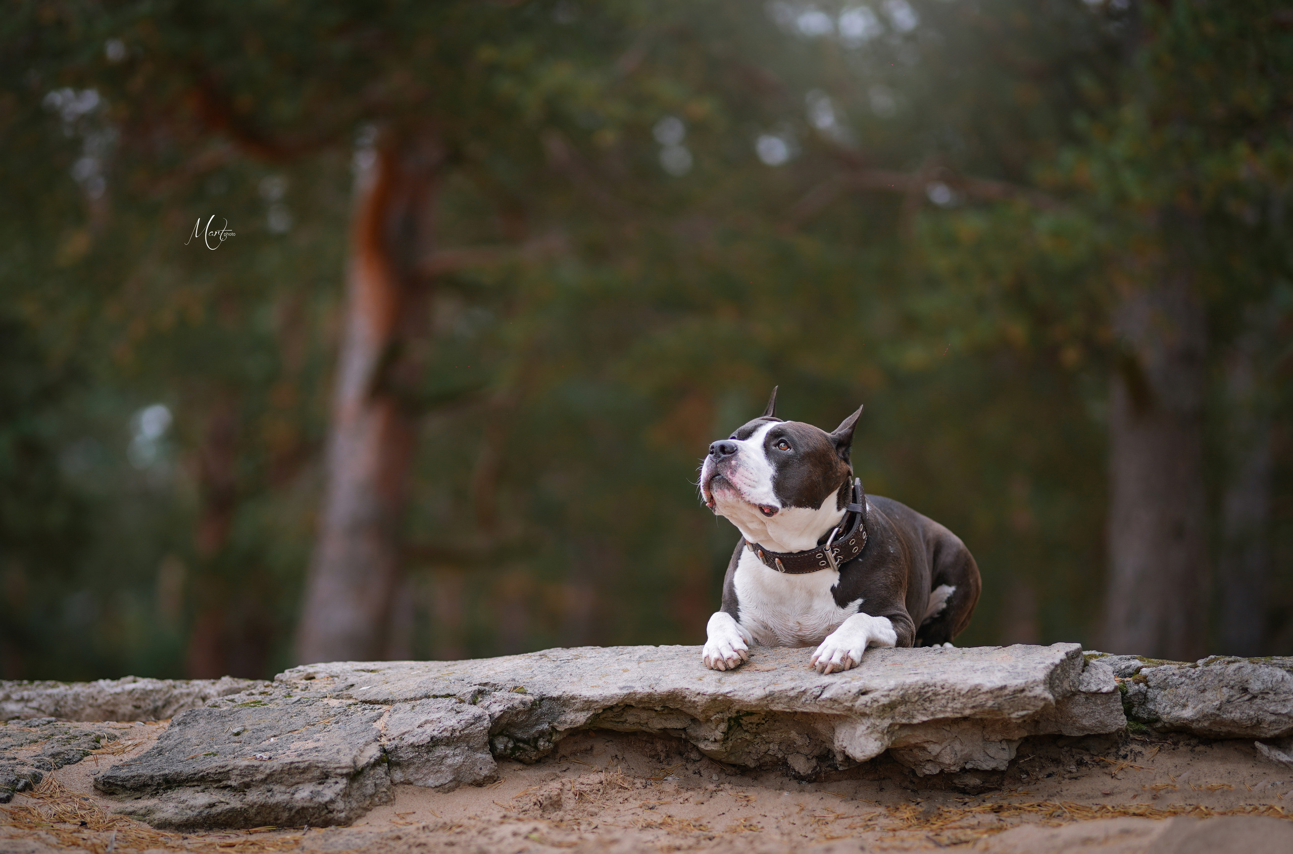 Фотограф-анималист в Санкт-Петербурге Яна Мартынова