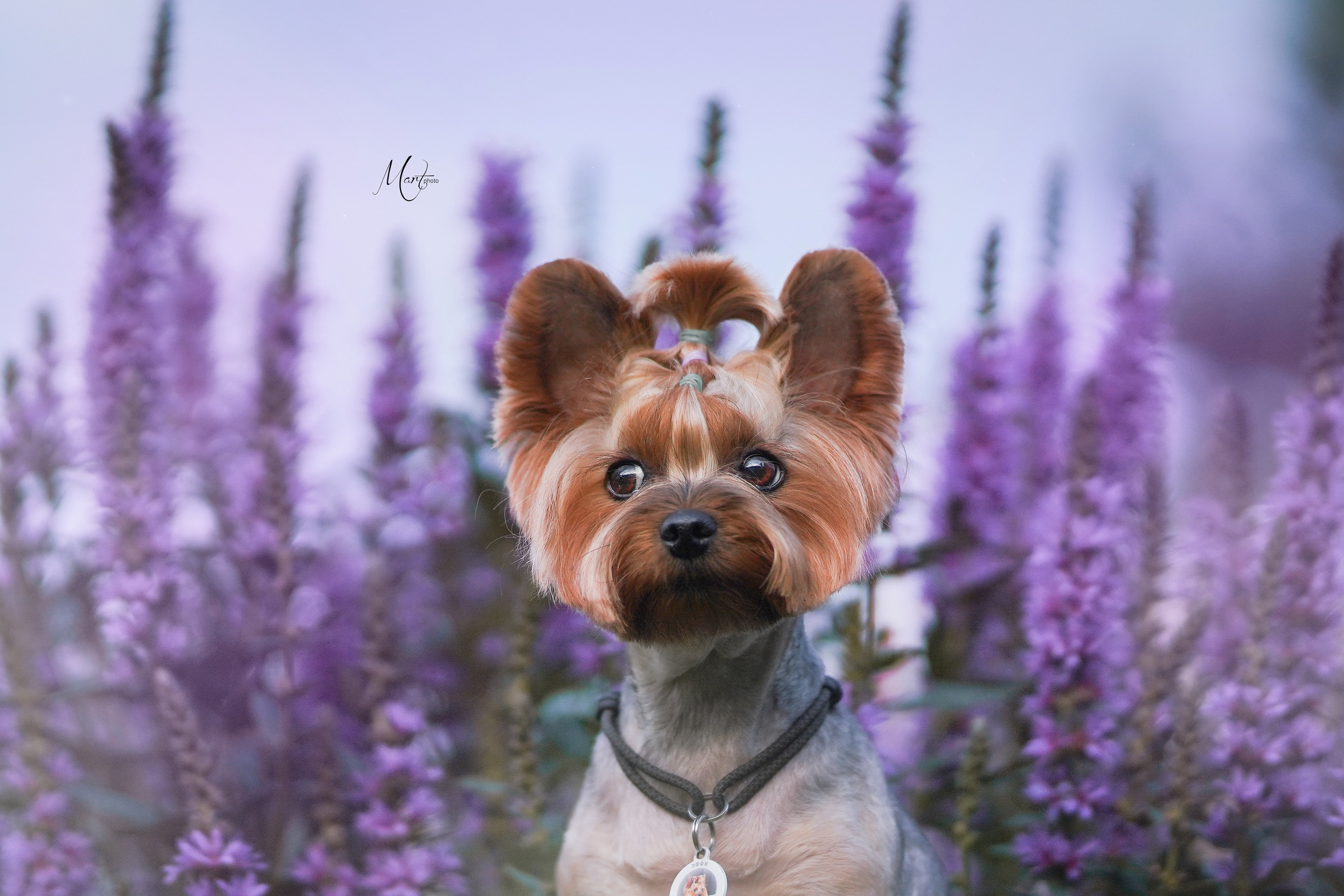 Фотограф-анималист в Санкт-Петербурге Яна Мартынова