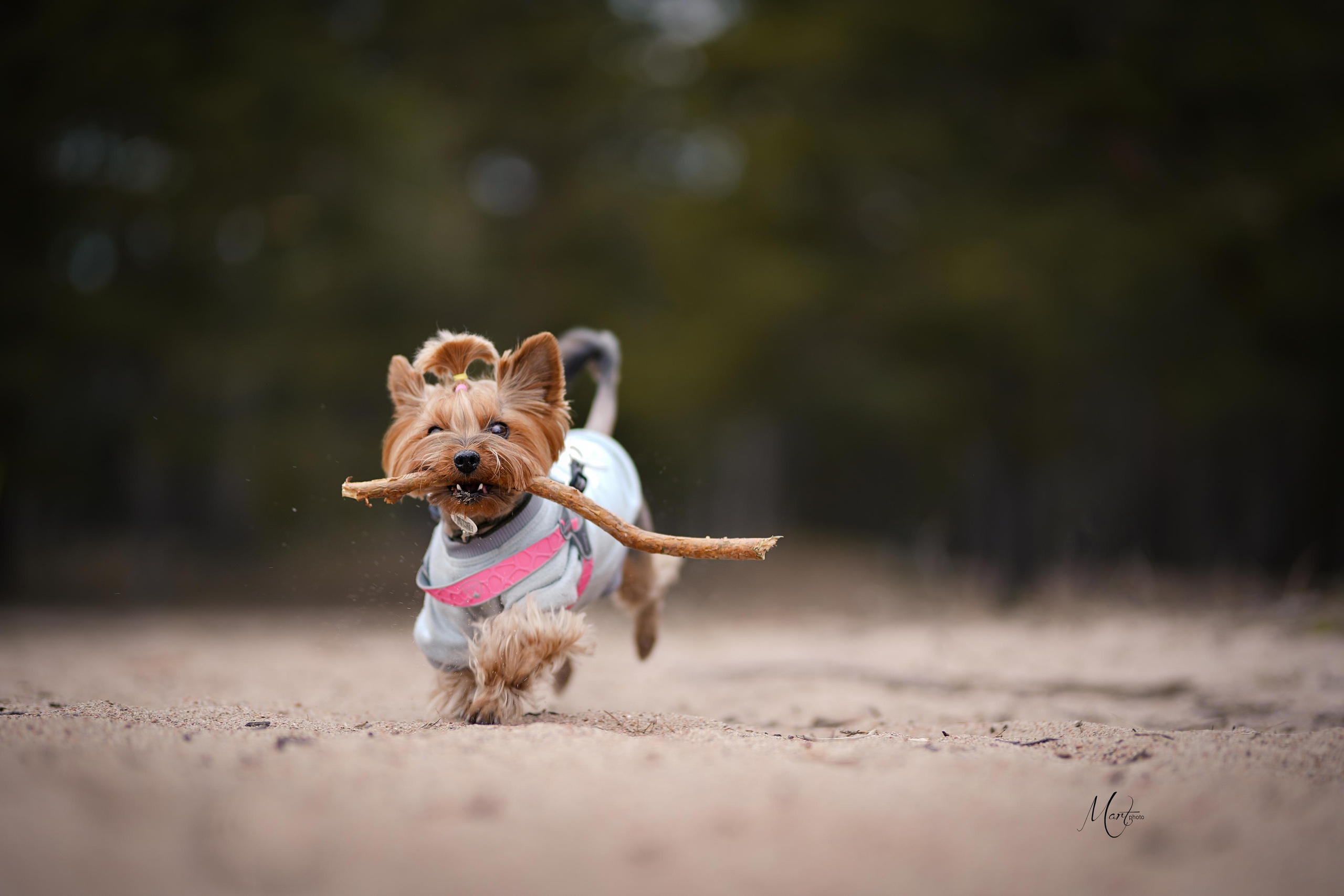 Фотограф-анималист в Санкт-Петербурге Яна Мартынова