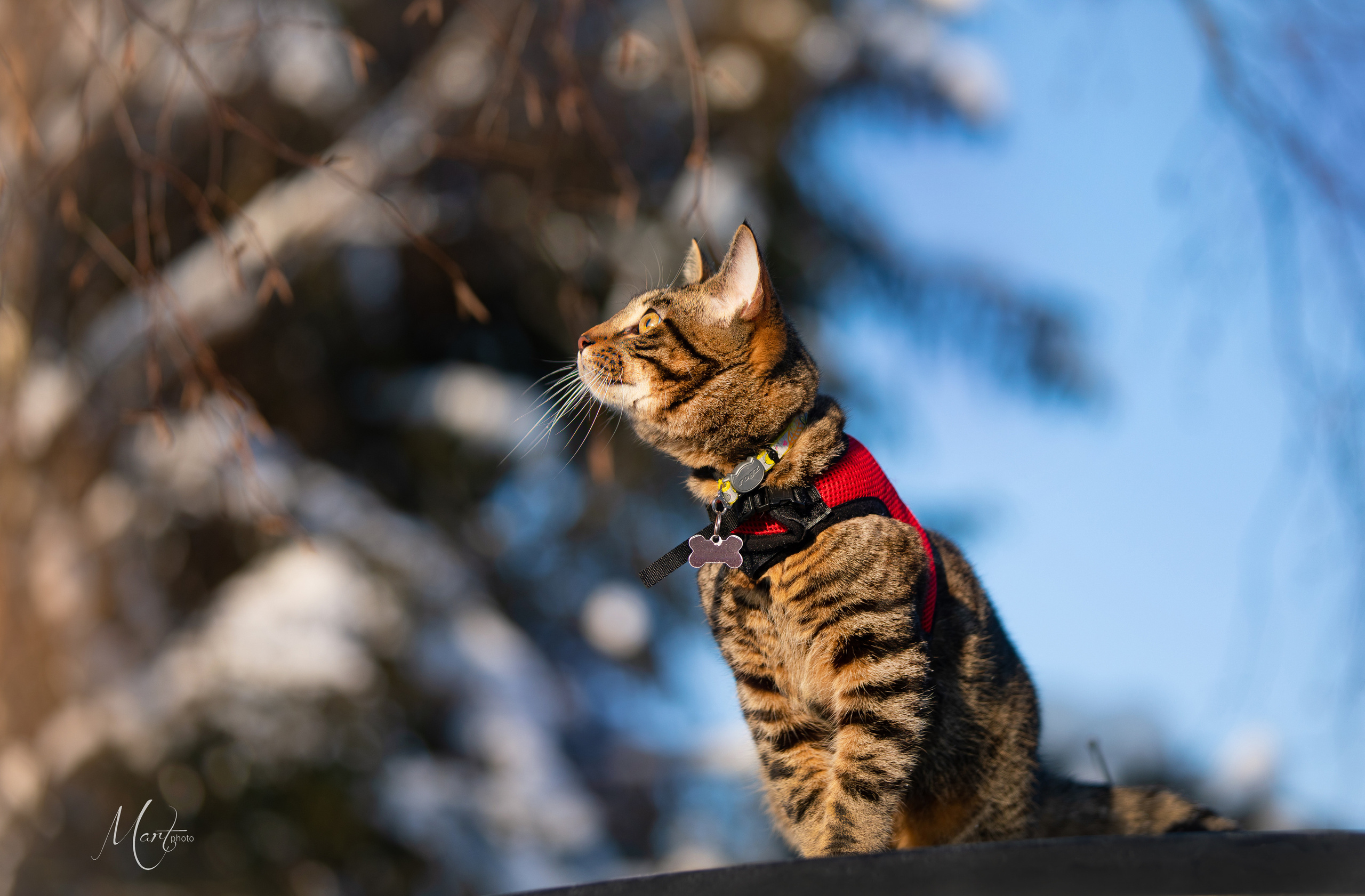 Фотограф-анималист в Санкт-Петербурге Яна Мартынова