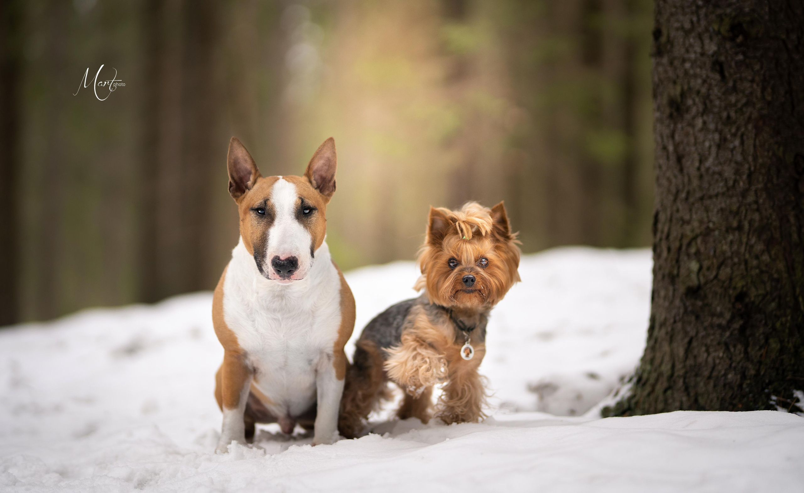 Фотограф-анималист в Санкт-Петербурге Яна Мартынова