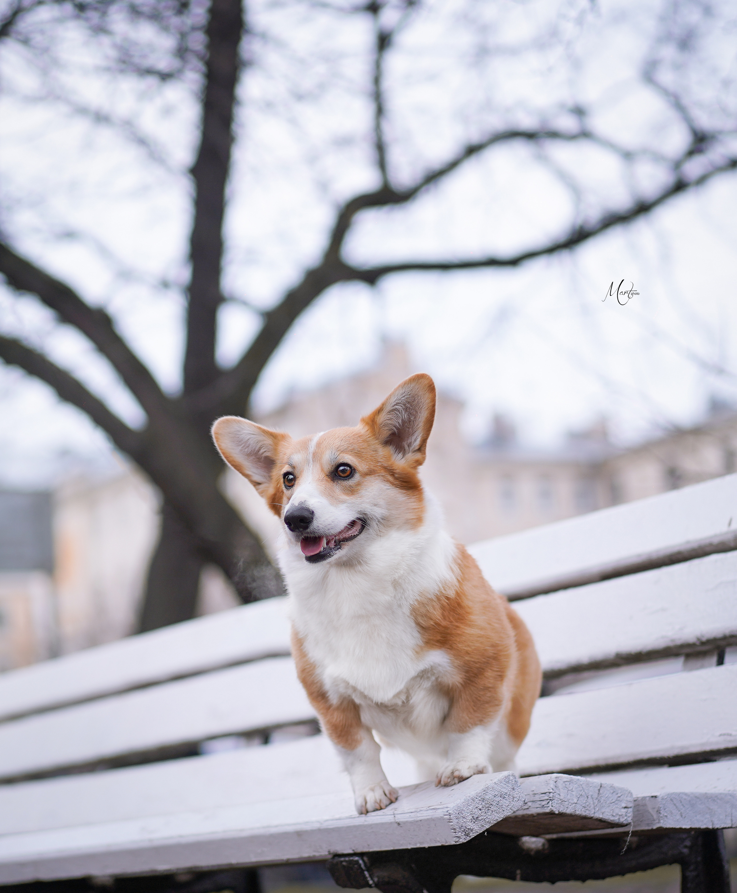 Фотограф-анималист в Санкт-Петербурге Яна Мартынова