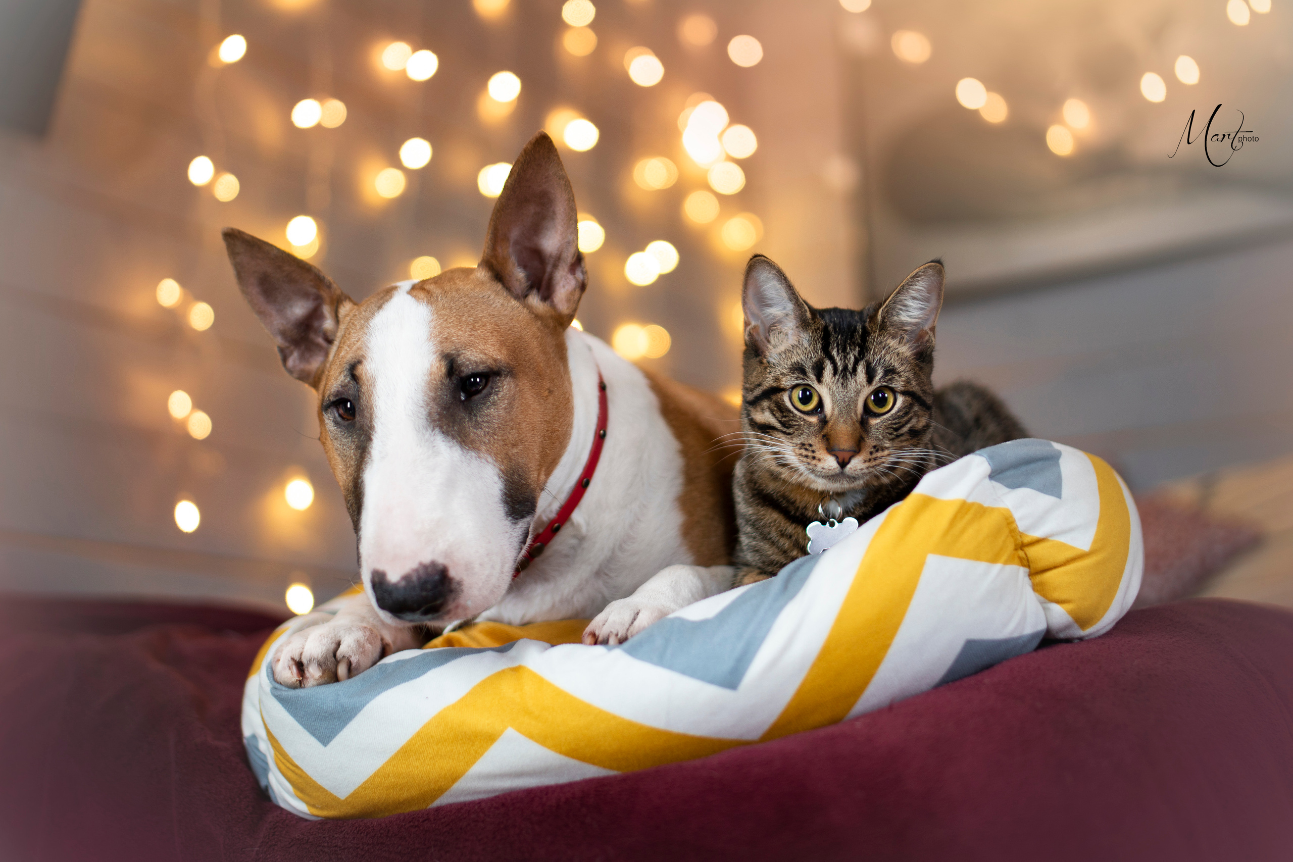 Фотограф-анималист в Санкт-Петербурге Яна Мартынова