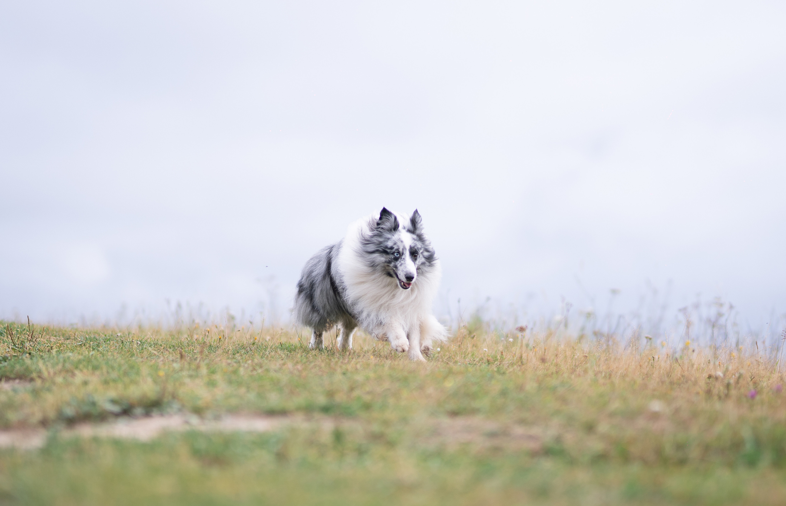 Фотограф-анималист в Санкт-Петербурге Яна Мартынова