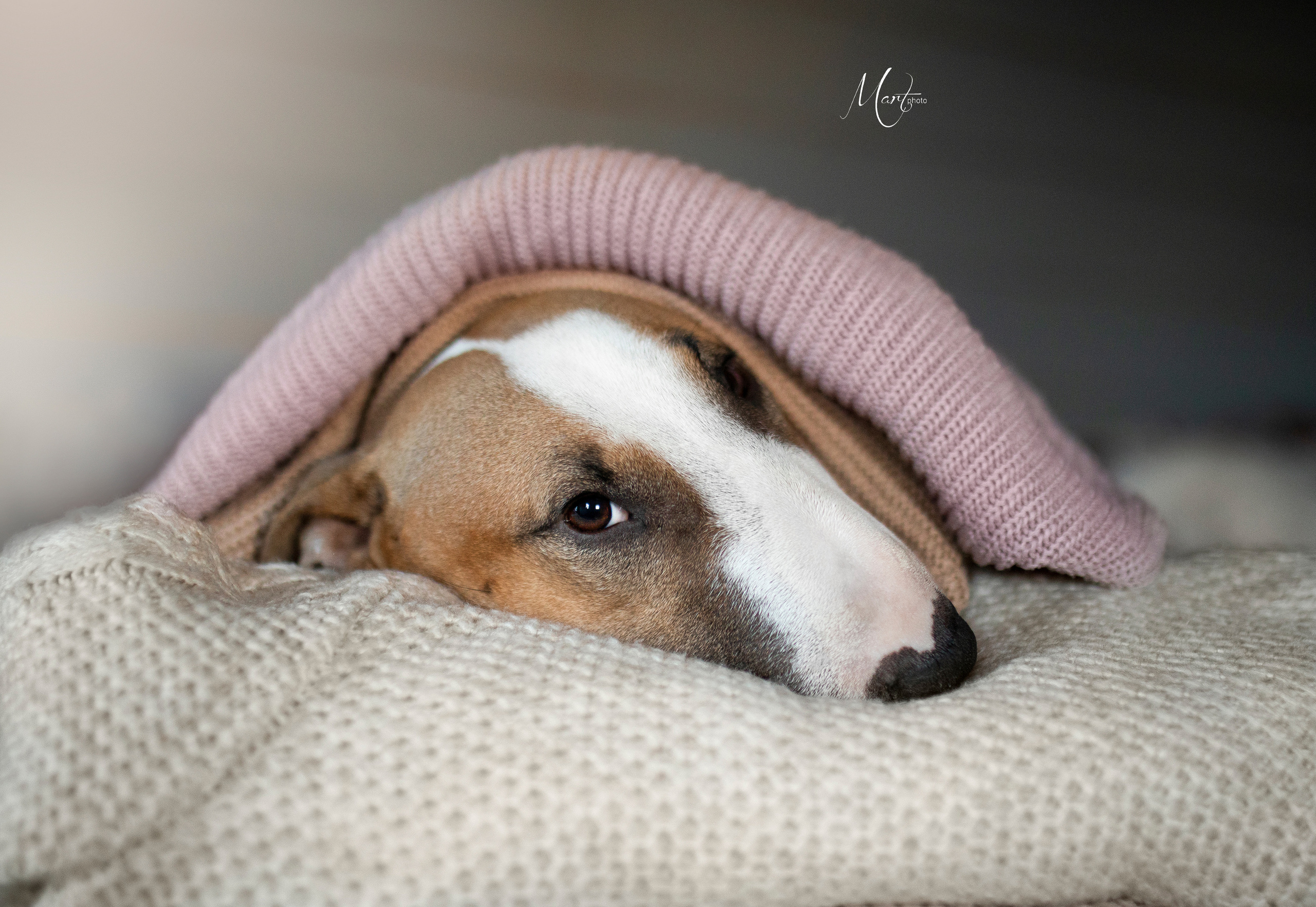 Фотограф-анималист в Санкт-Петербурге Яна Мартынова