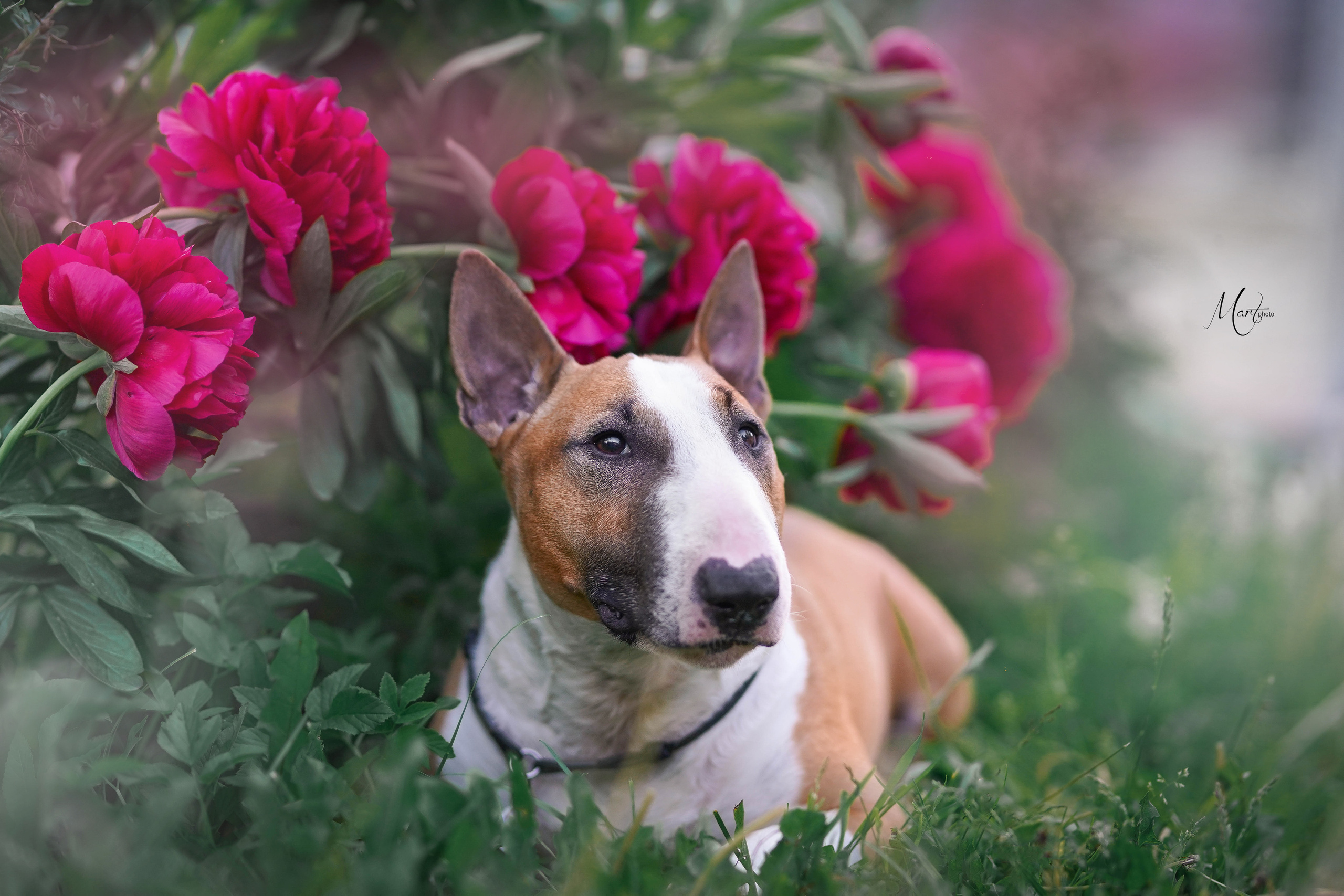 Фотограф-анималист в Санкт-Петербурге Яна Мартынова