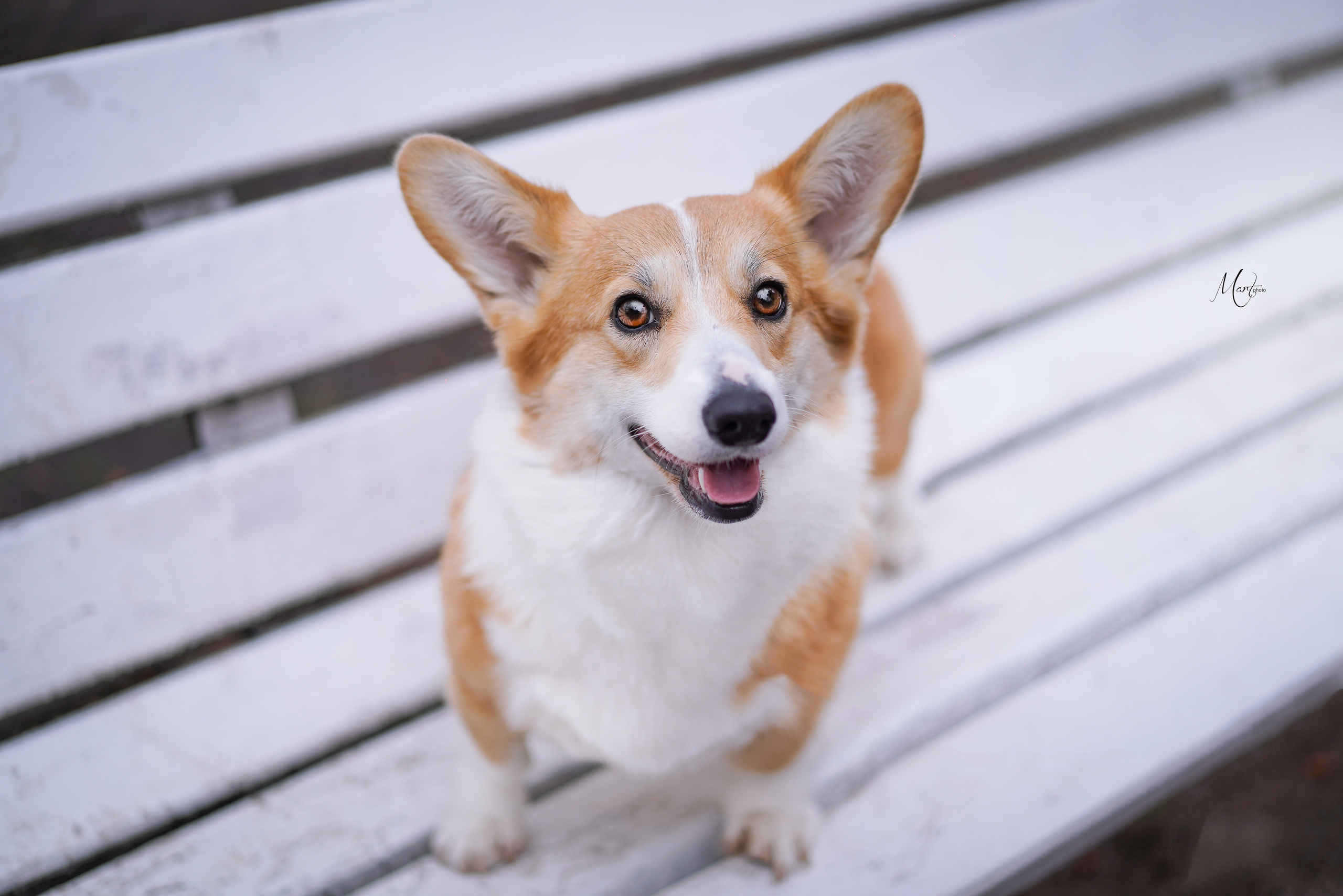 Фотограф-анималист в Санкт-Петербурге Яна Мартынова