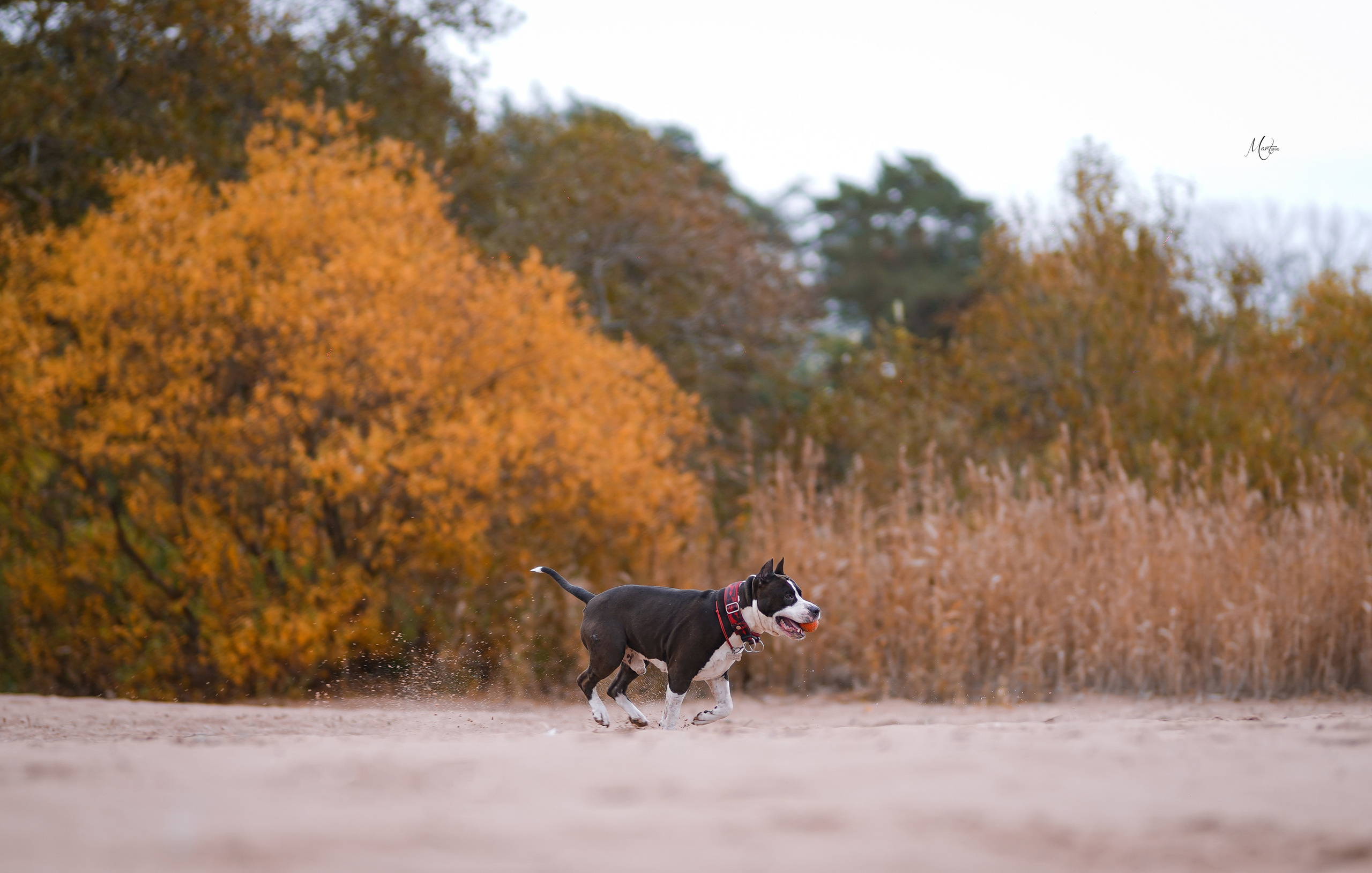 Фотограф-анималист в Санкт-Петербурге Яна Мартынова