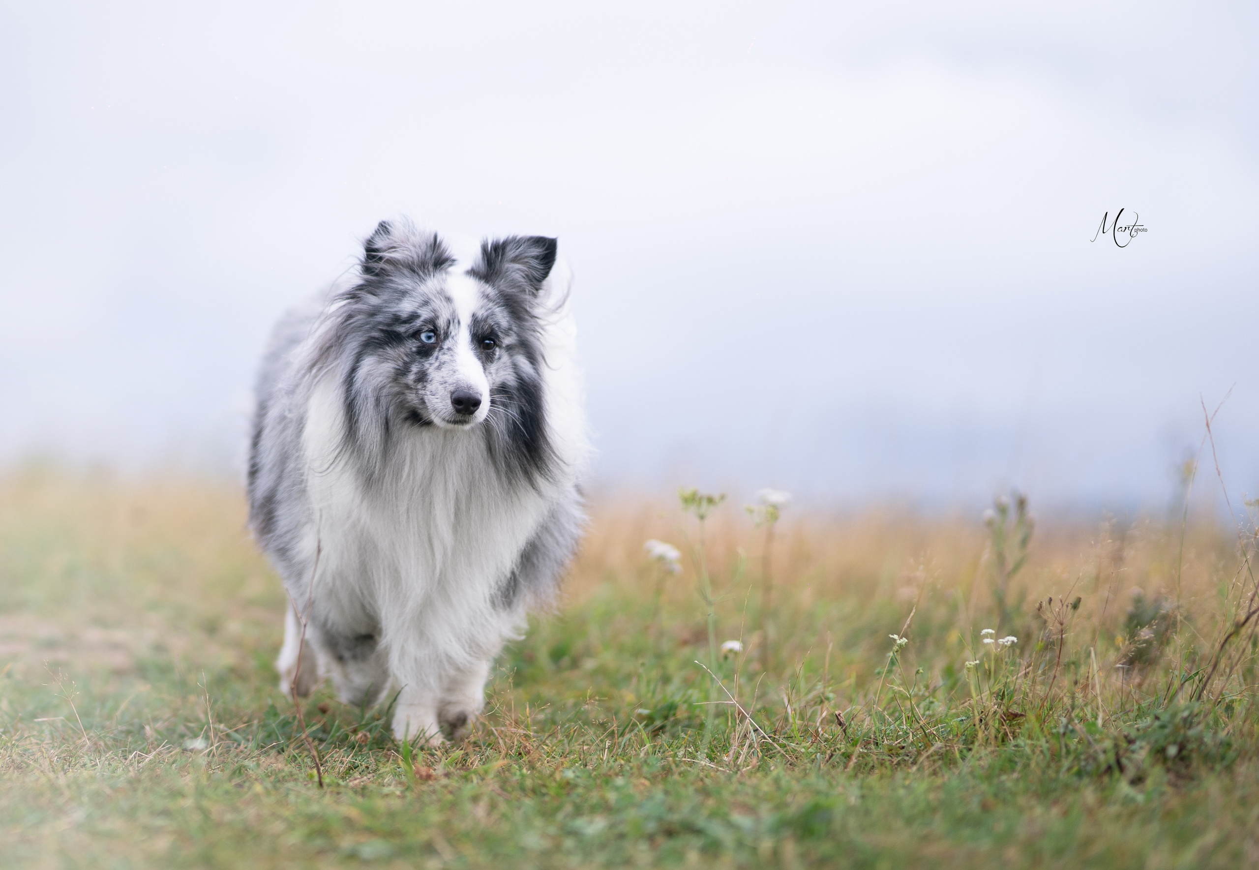 Фотограф-анималист в Санкт-Петербурге Яна Мартынова