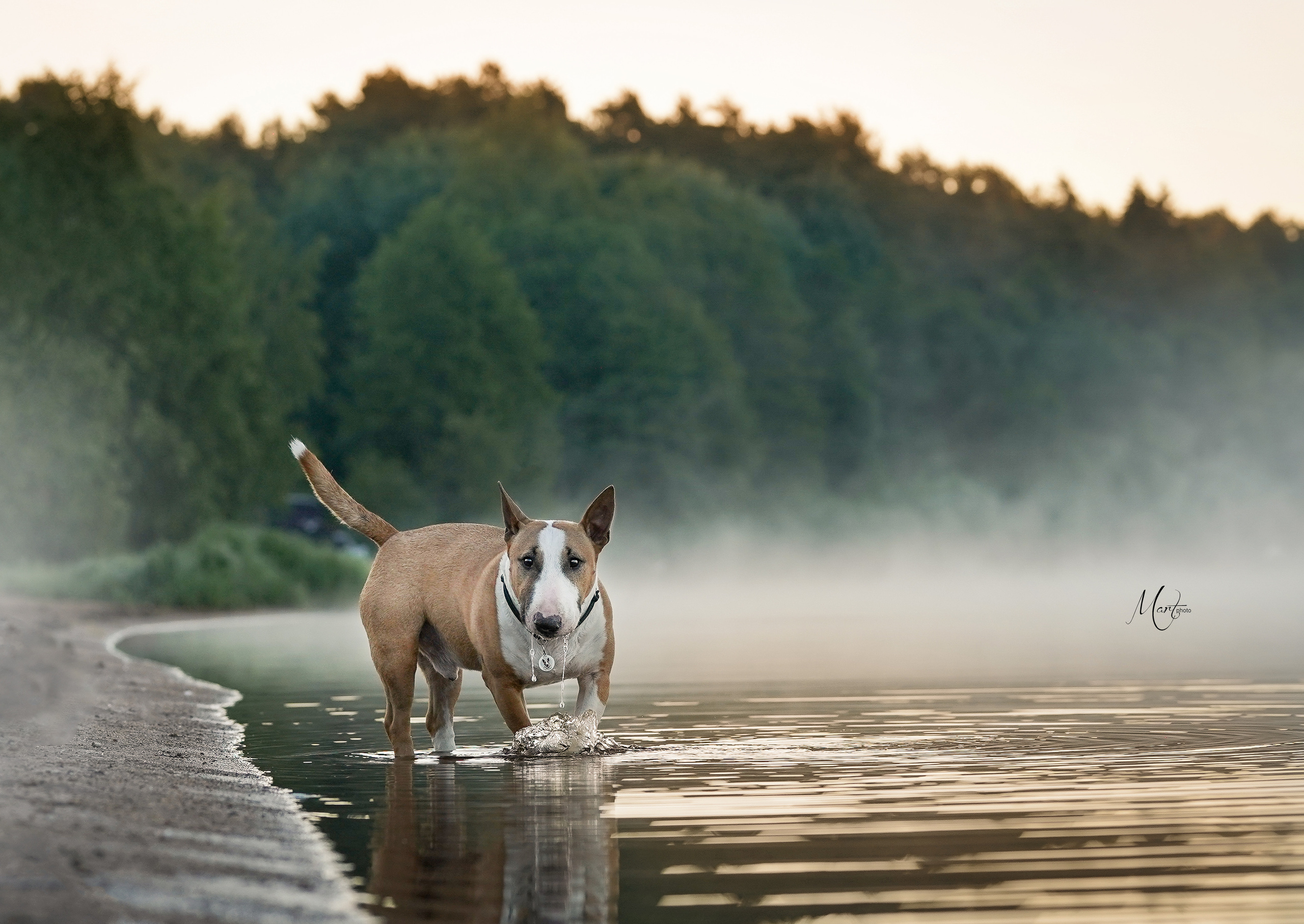 Фотограф-анималист в Санкт-Петербурге Яна Мартынова