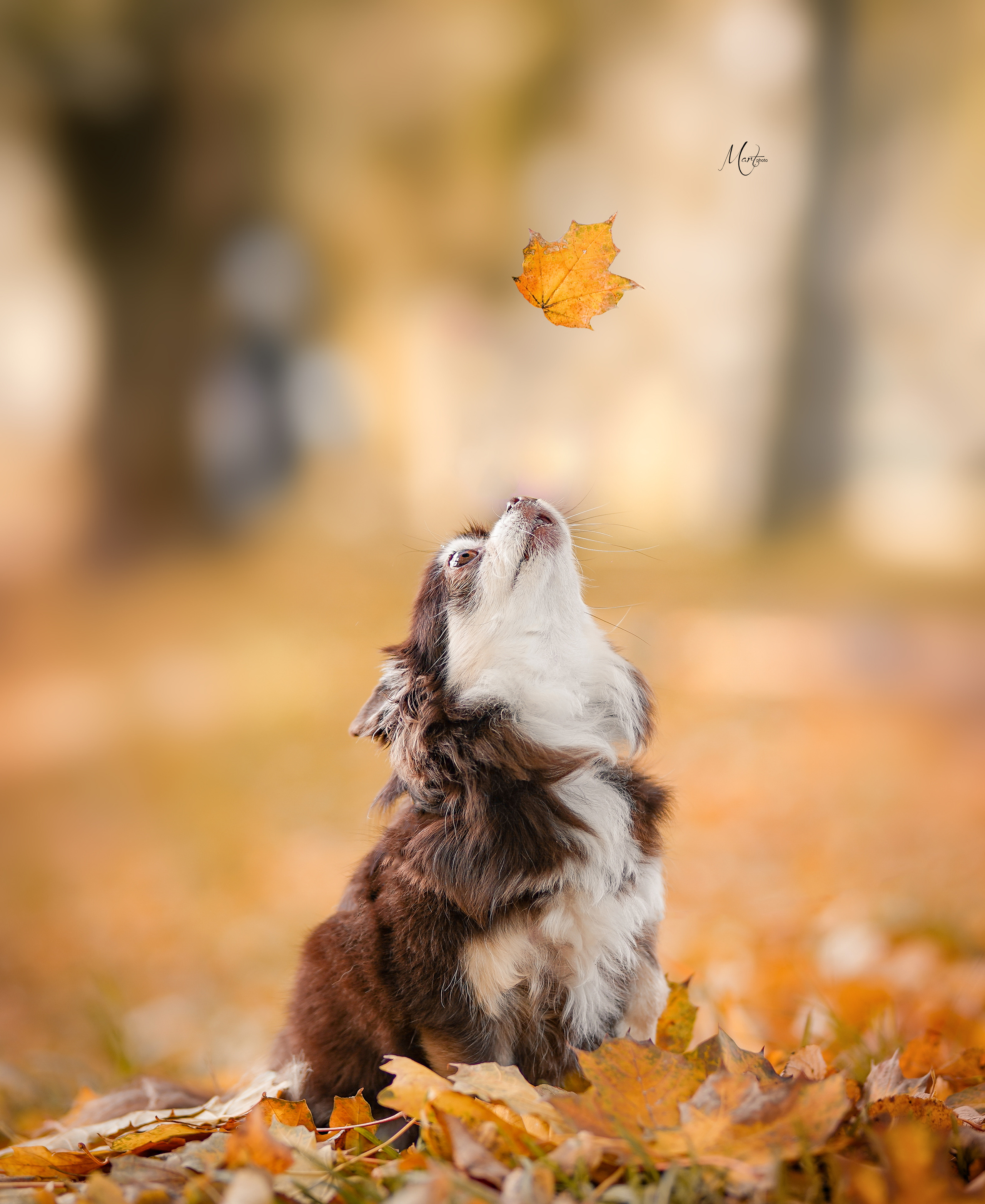 Фотограф-анималист в Санкт-Петербурге Яна Мартынова