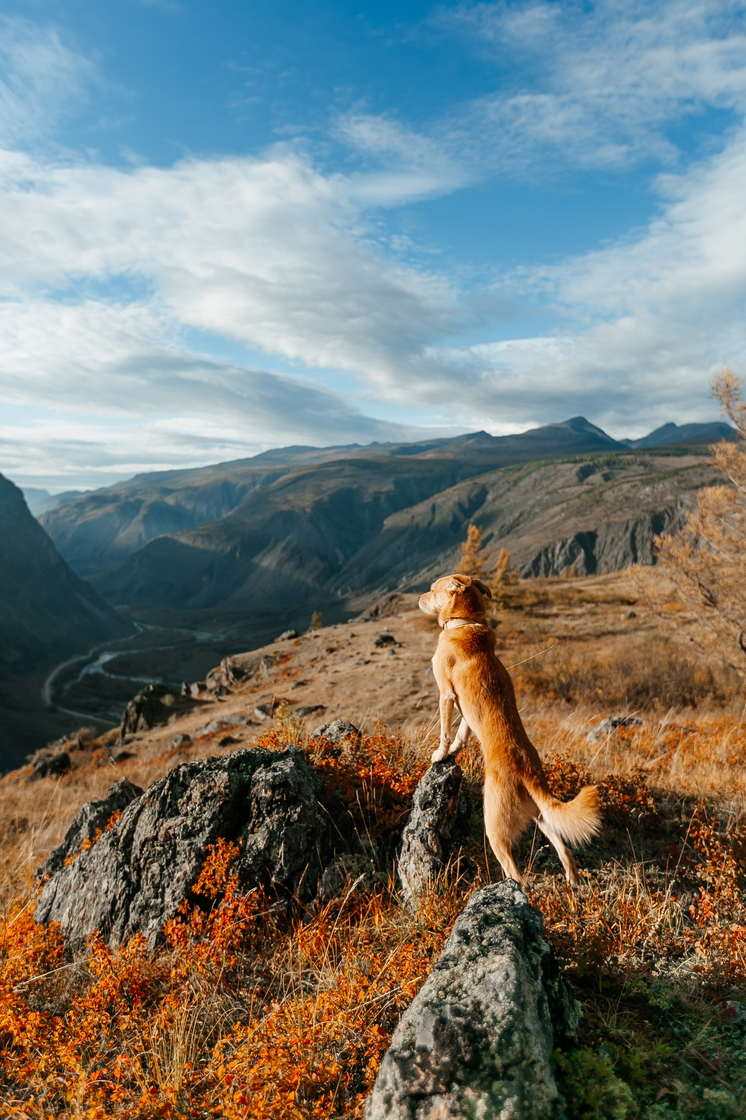 Портфолио animal. Фотограф — анималист Маргарита Хелбен Краснодар