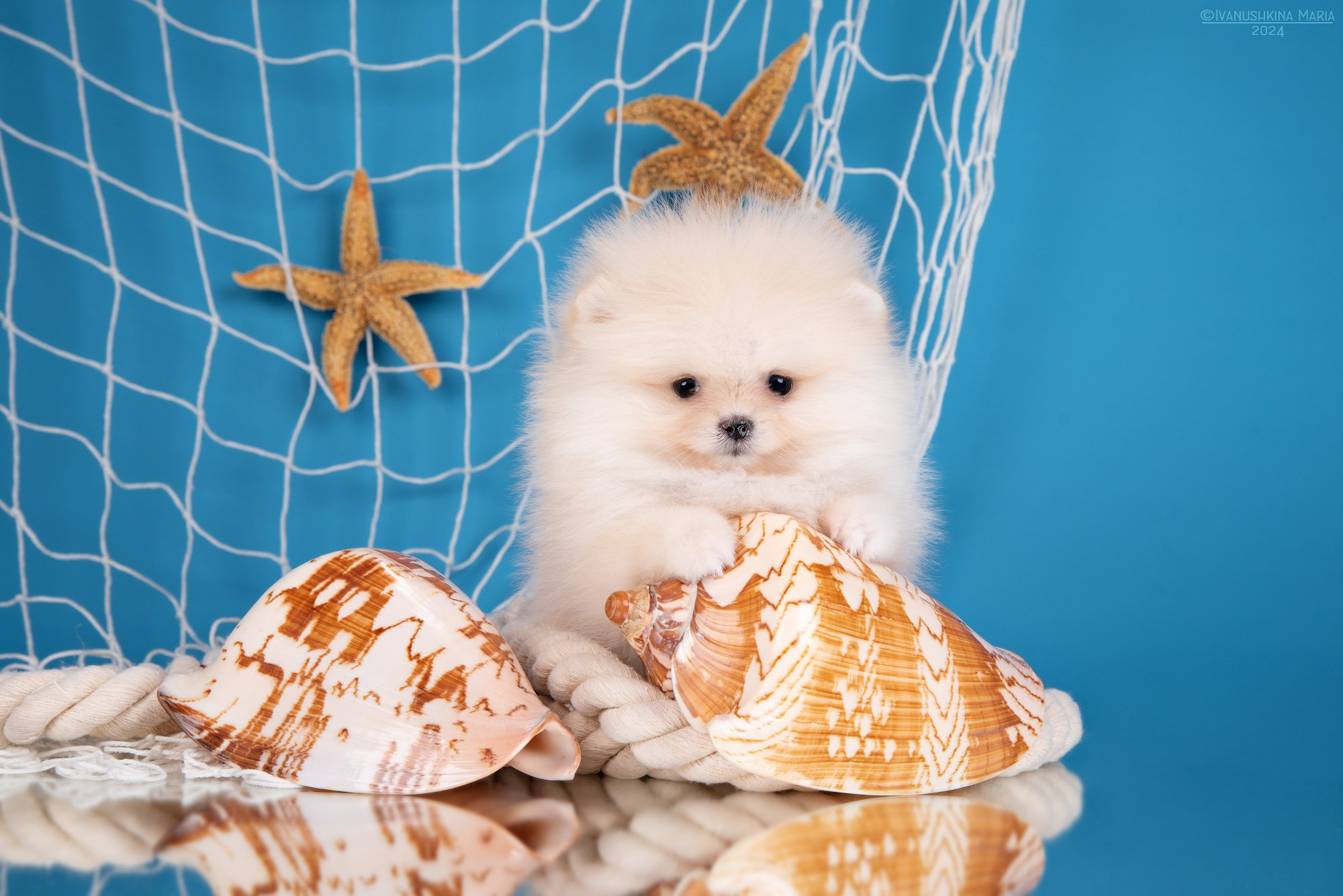 Фотосессия щенков на фонах. Фотограф собак в Москве и Московской области Иванушкина Мария