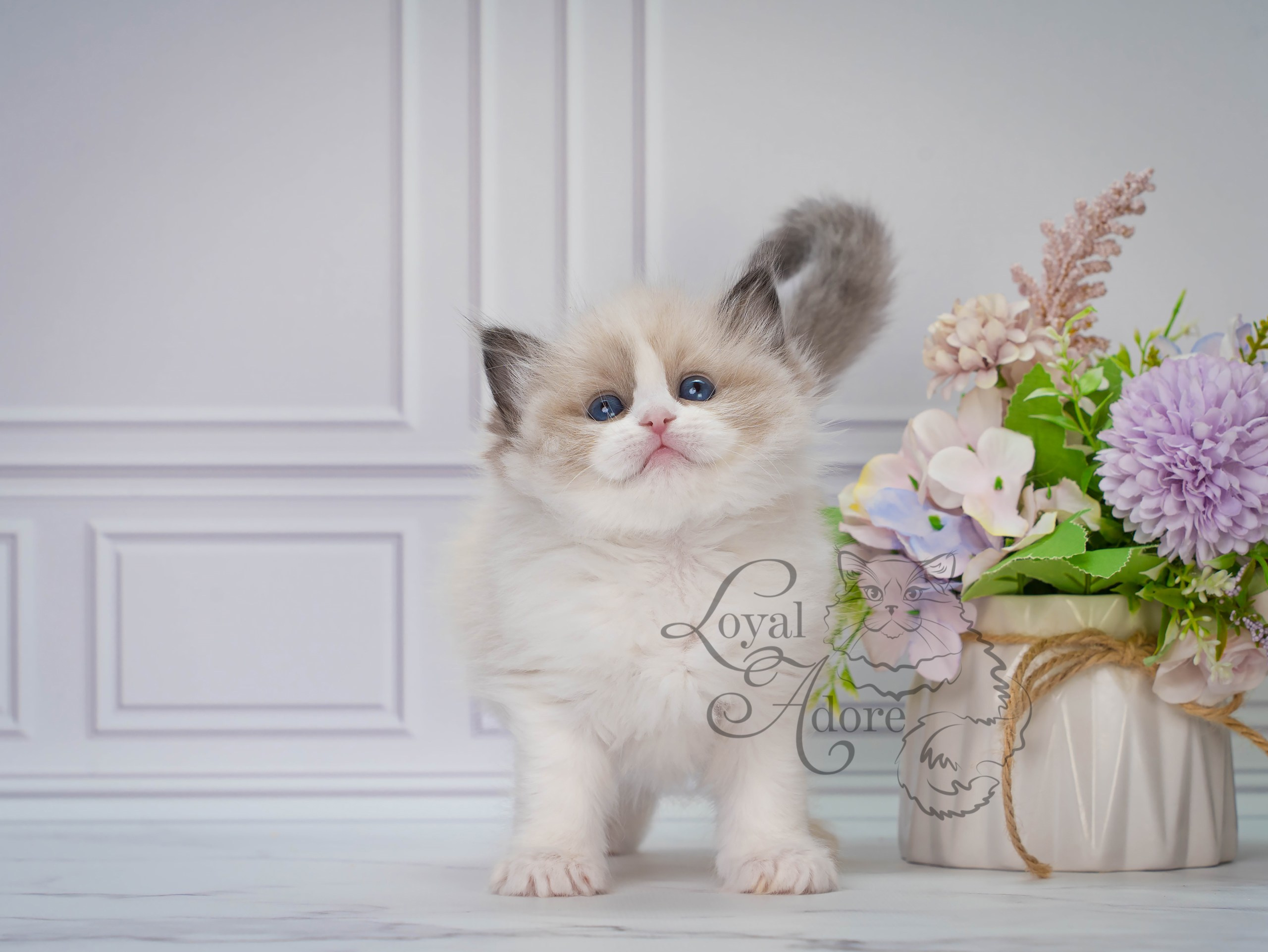 Котята рэгдолл от Loyal Adore. Питомник рэгдолл Loyal Adore