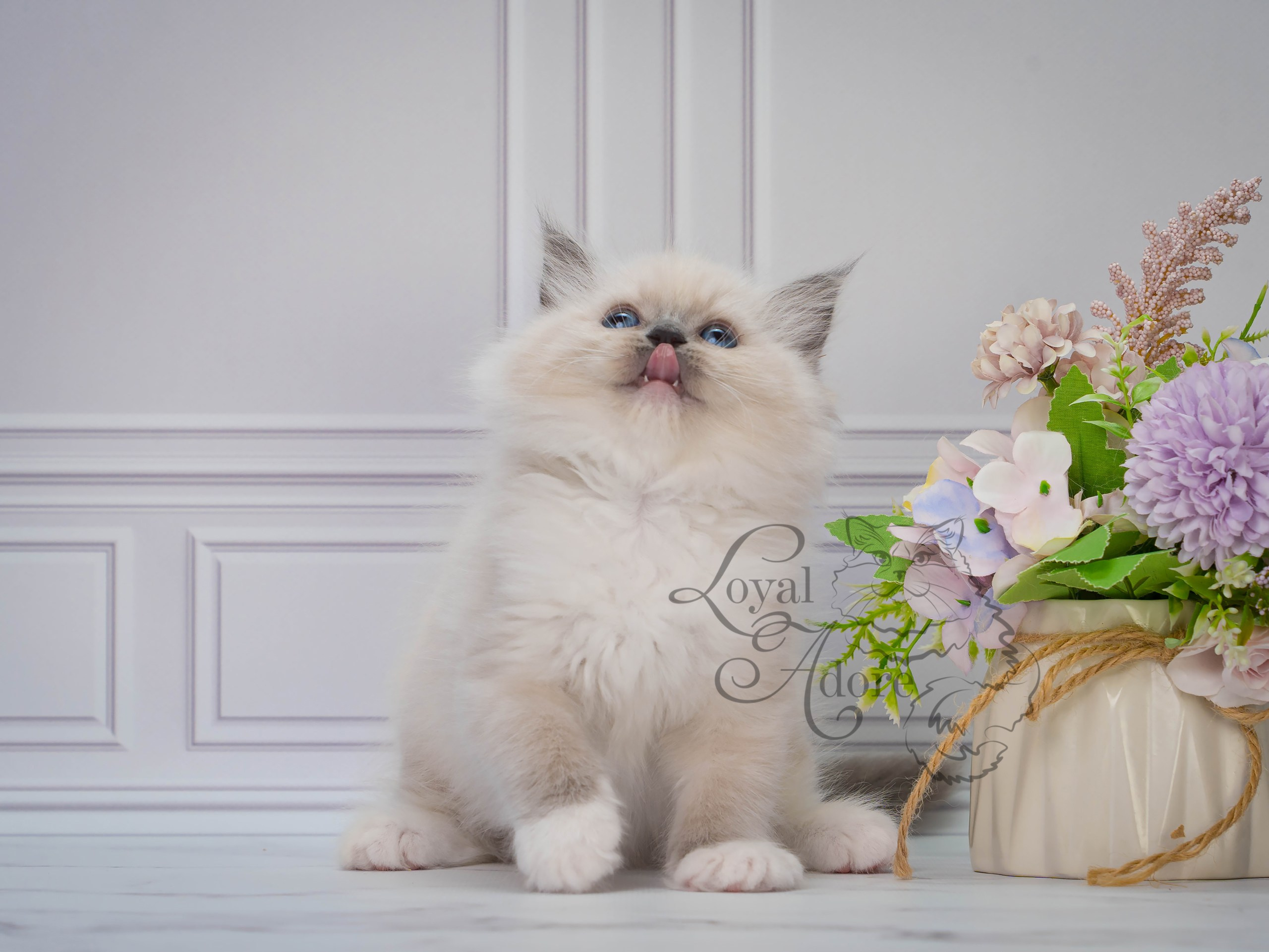 Котята рэгдолл от Loyal Adore. Питомник рэгдолл Loyal Adore
