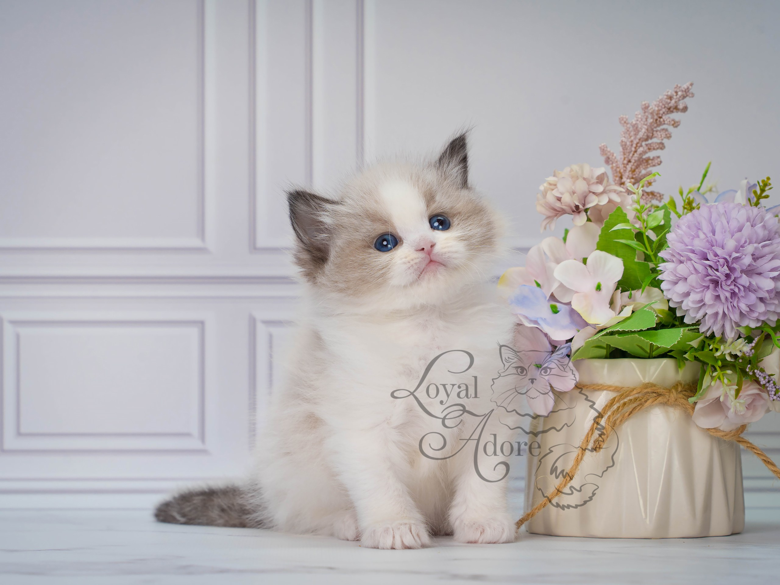 Котята рэгдолл от Loyal Adore. Питомник рэгдолл Loyal Adore