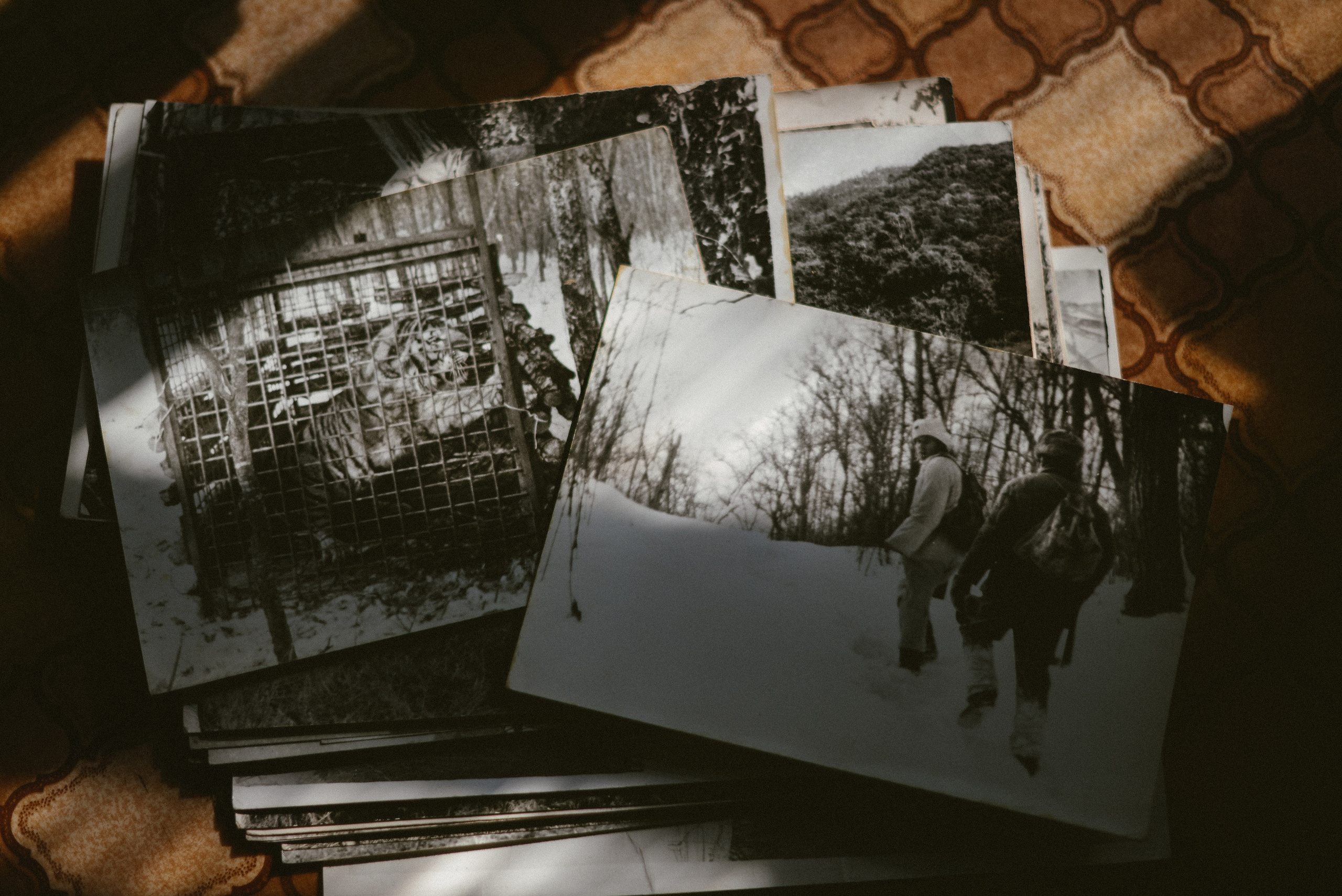 Тигролов. Дарья Пянзина | фотограф |междисциплинарная художница