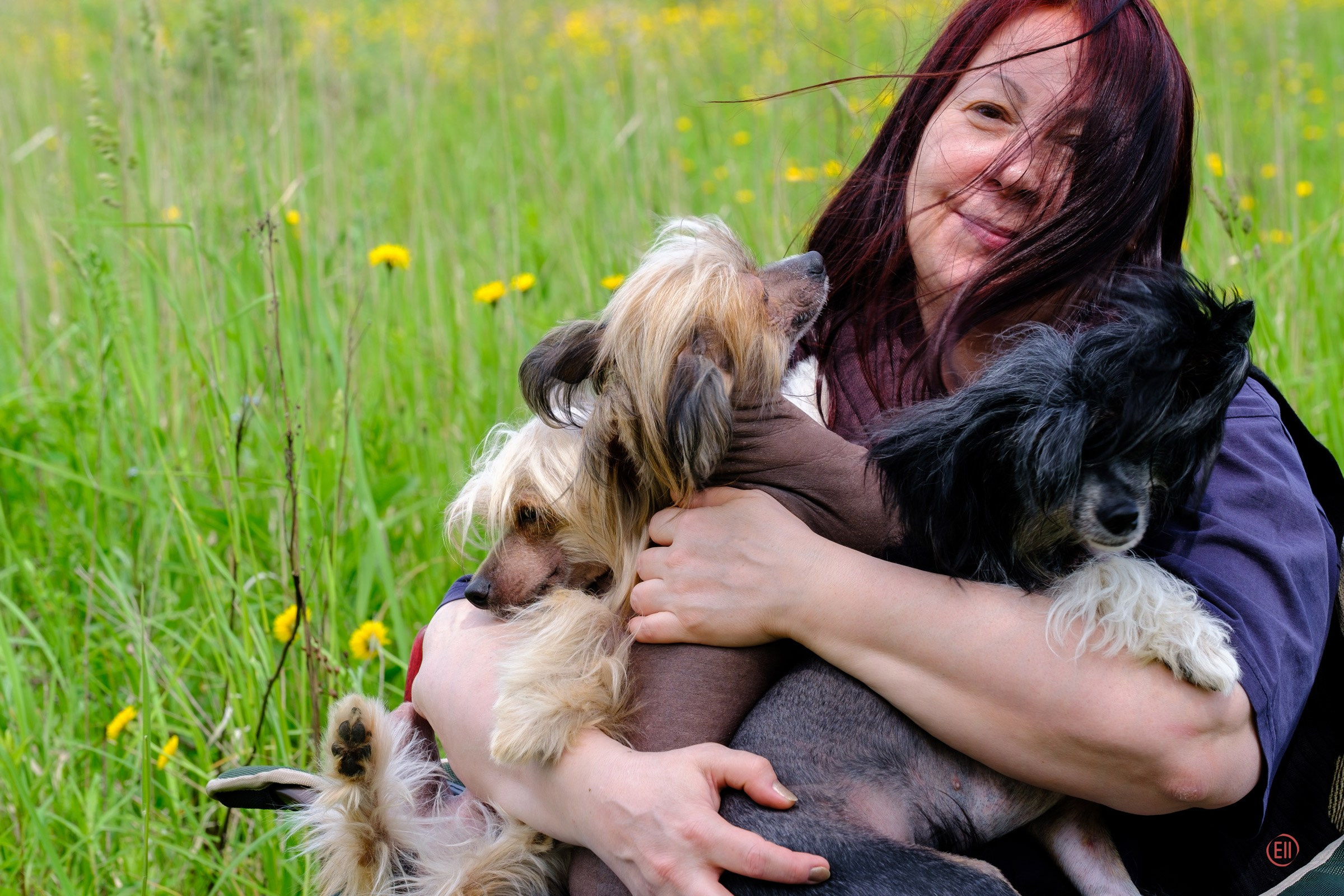 Просто в поле. Питомник китайских хохлатых собак Poale Ell: купить щенка