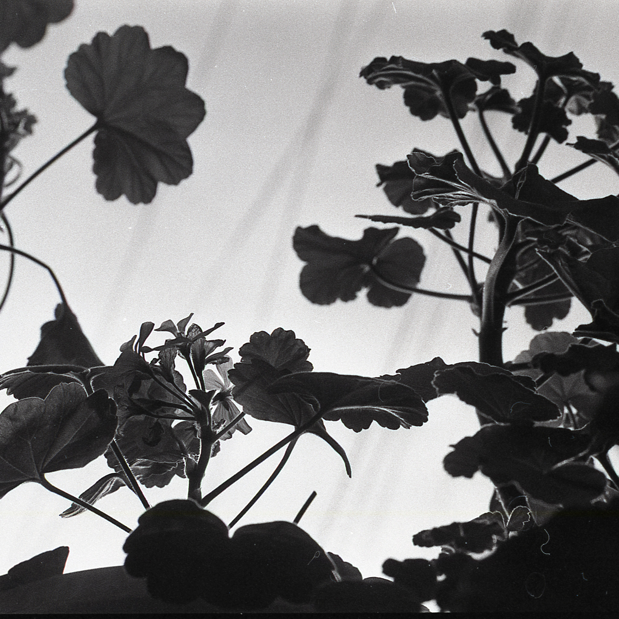 First roll of film. StepanGerasimov